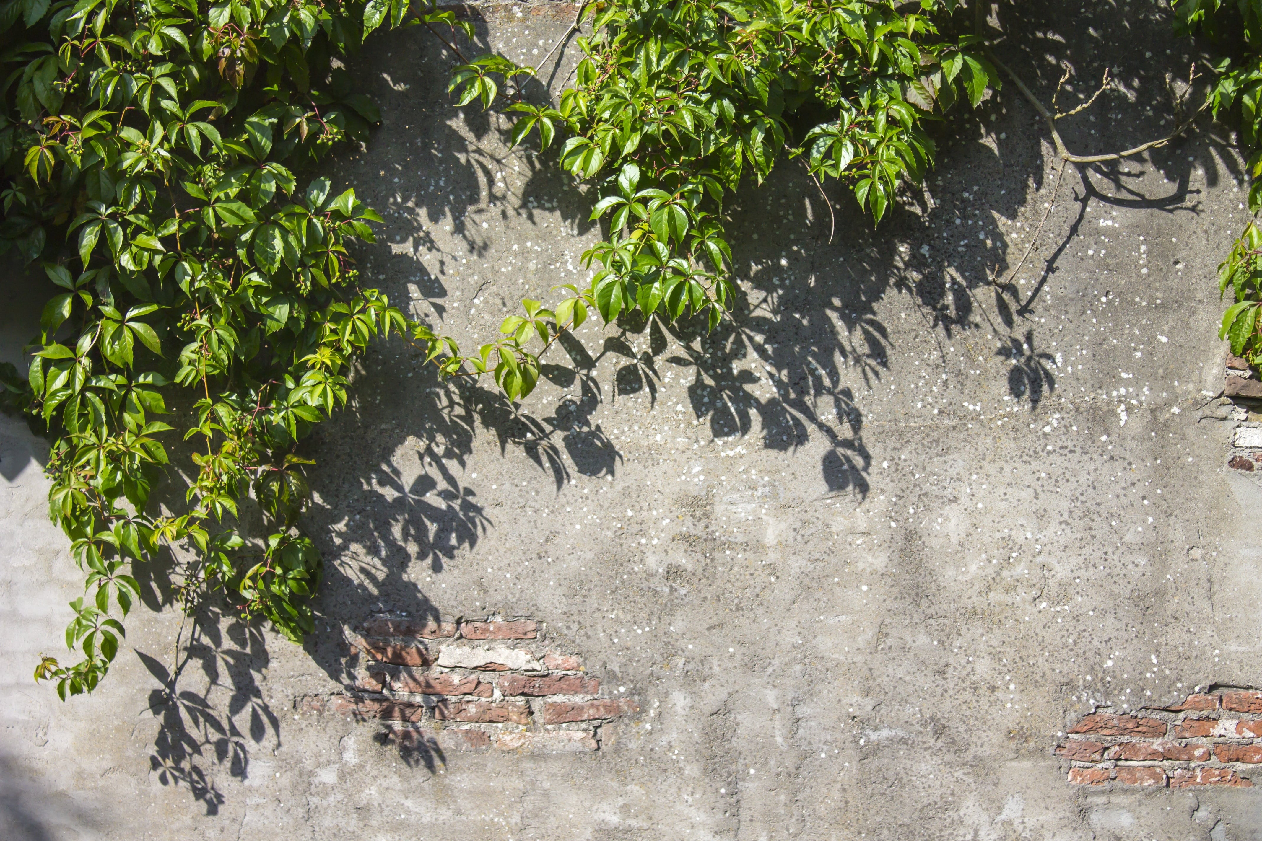 greenish, stucco, sunlight, no people, green, 4K, wall - building feature, crumble, day, old wall, architecture, hanging plant, high angle view, vintage wall, HD Wallpaper