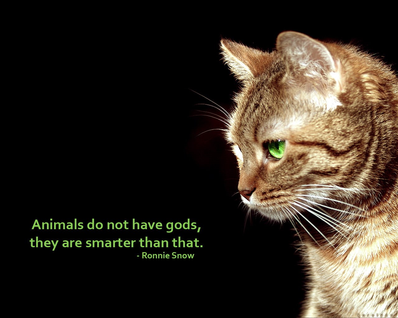 Religious, Anti Religious, Quote, Cat, 720P, HD Wallpaper