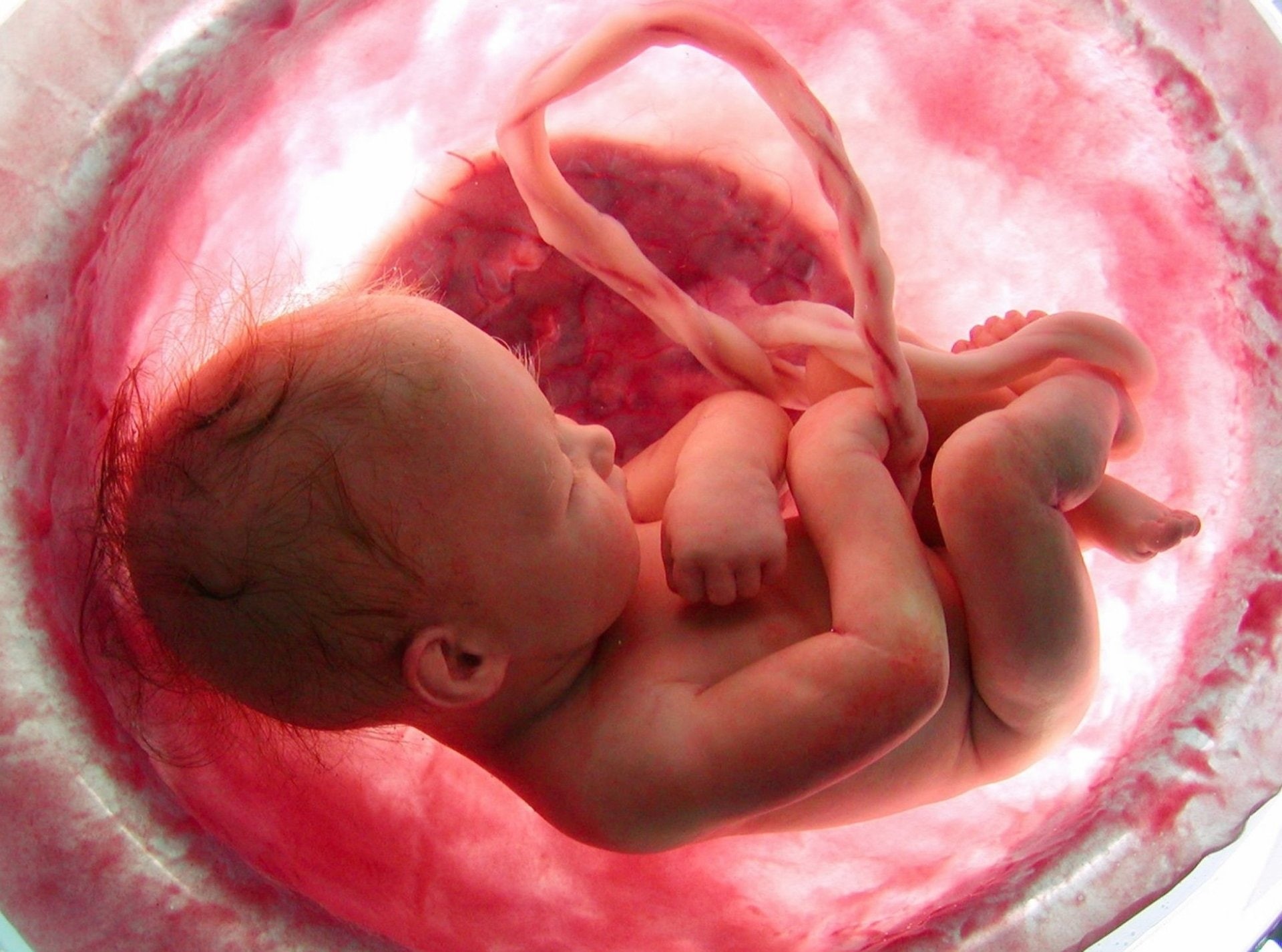 1080P, Womb, Baby, Photography, HD Wallpaper