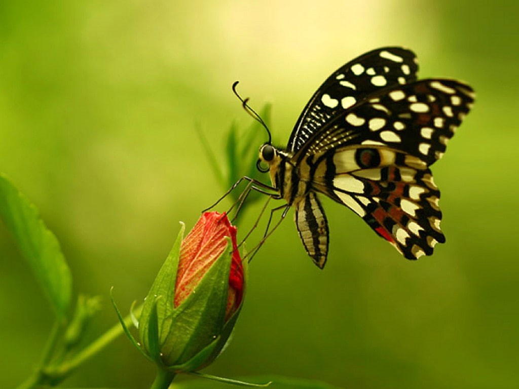 480P, beautiful, picture, animals, hd, flower, Butterfly, butterflies, art, HD Wallpaper