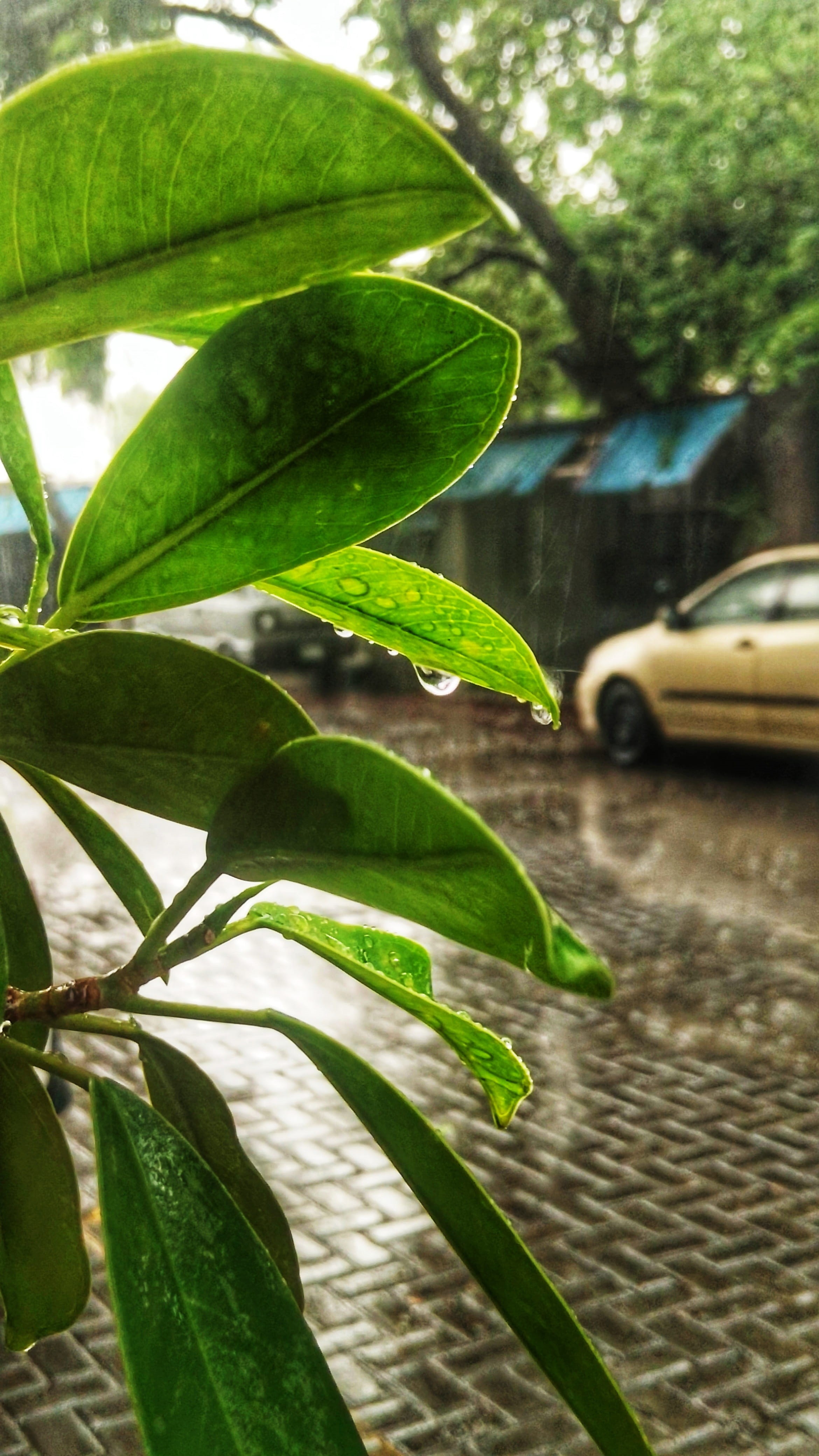 pakistan, beauty in nature, lahore, pak elektron limited, one animal, leaf, 4K, rainy season, growth, day, nature, land vehicle, transportation, tree, Phone HD Wallpaper