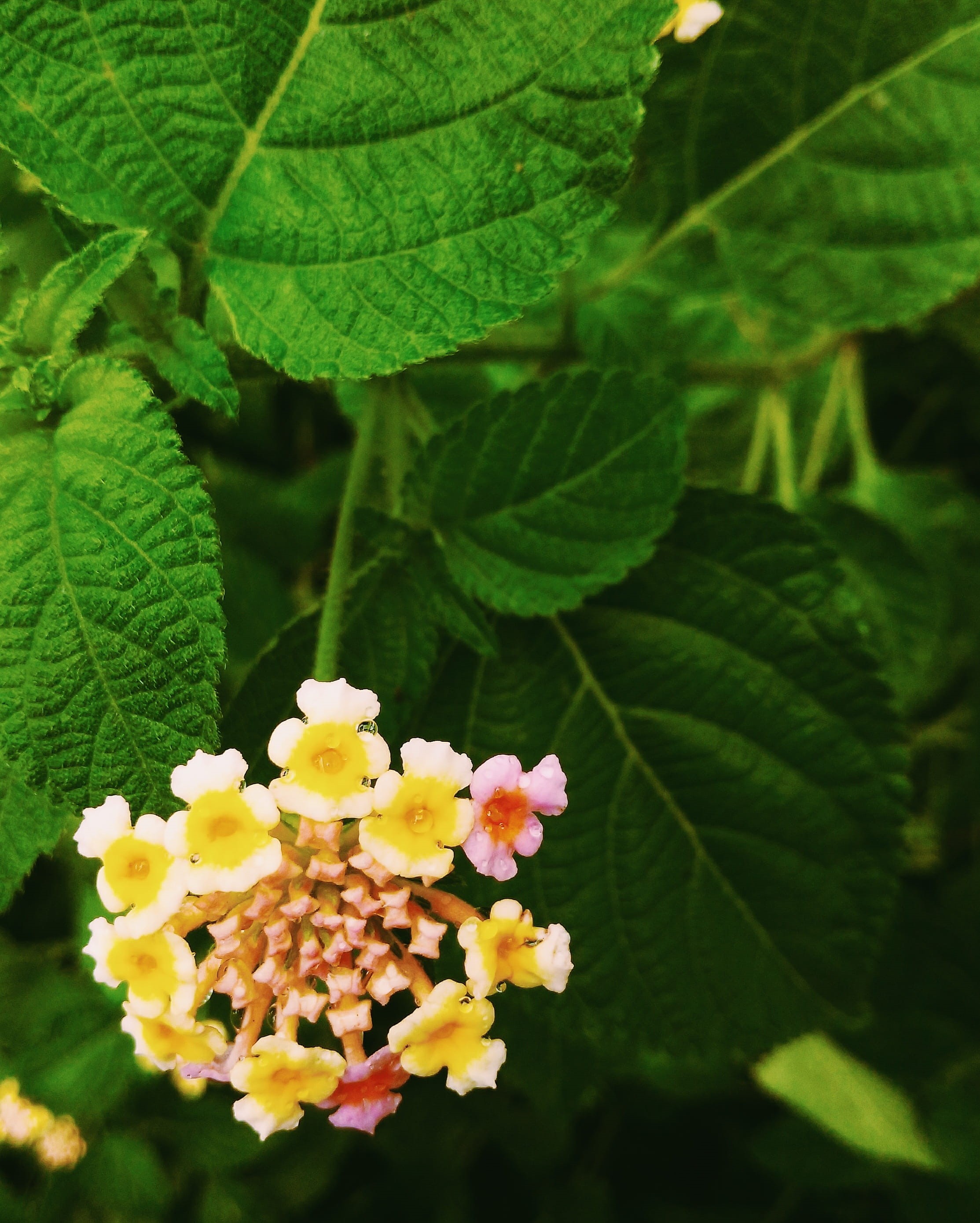 green color, 2K, no people, flowering plant, fragility, lahore zoo, flower, vulnerability, close-up, growth, petal, freshness, flower head, leaf, lantana, Phone HD Wallpaper