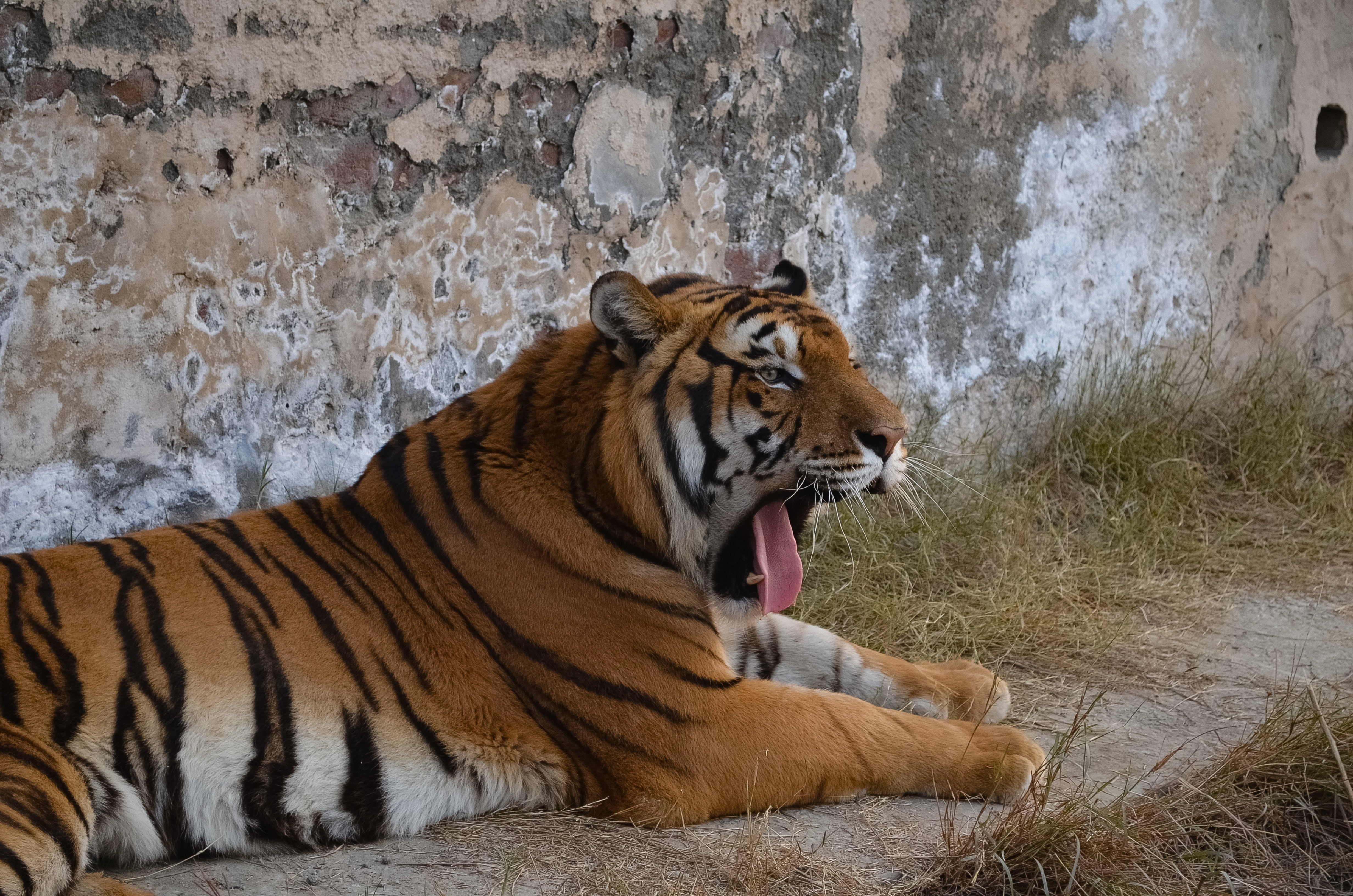 animal themes, striped, animal, animal mouth, outdoors, mouth open, danger, animals in the wild, wildlife, facial expression, expression, jungle animals, HD Wallpaper