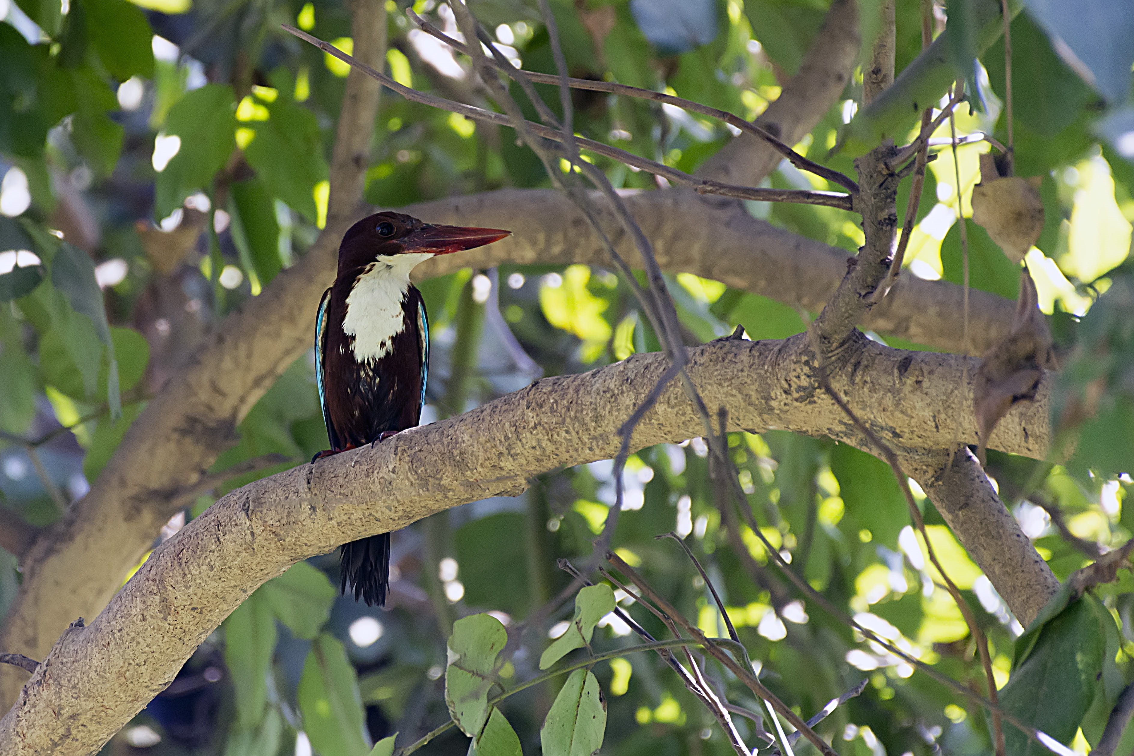 day, no people, branch, lahore, bird, leaf, beauty, vertebrate, outdoors, park, tree, image, animals in the wild, perching, pakistan, growth, animal themes, HD Wallpaper