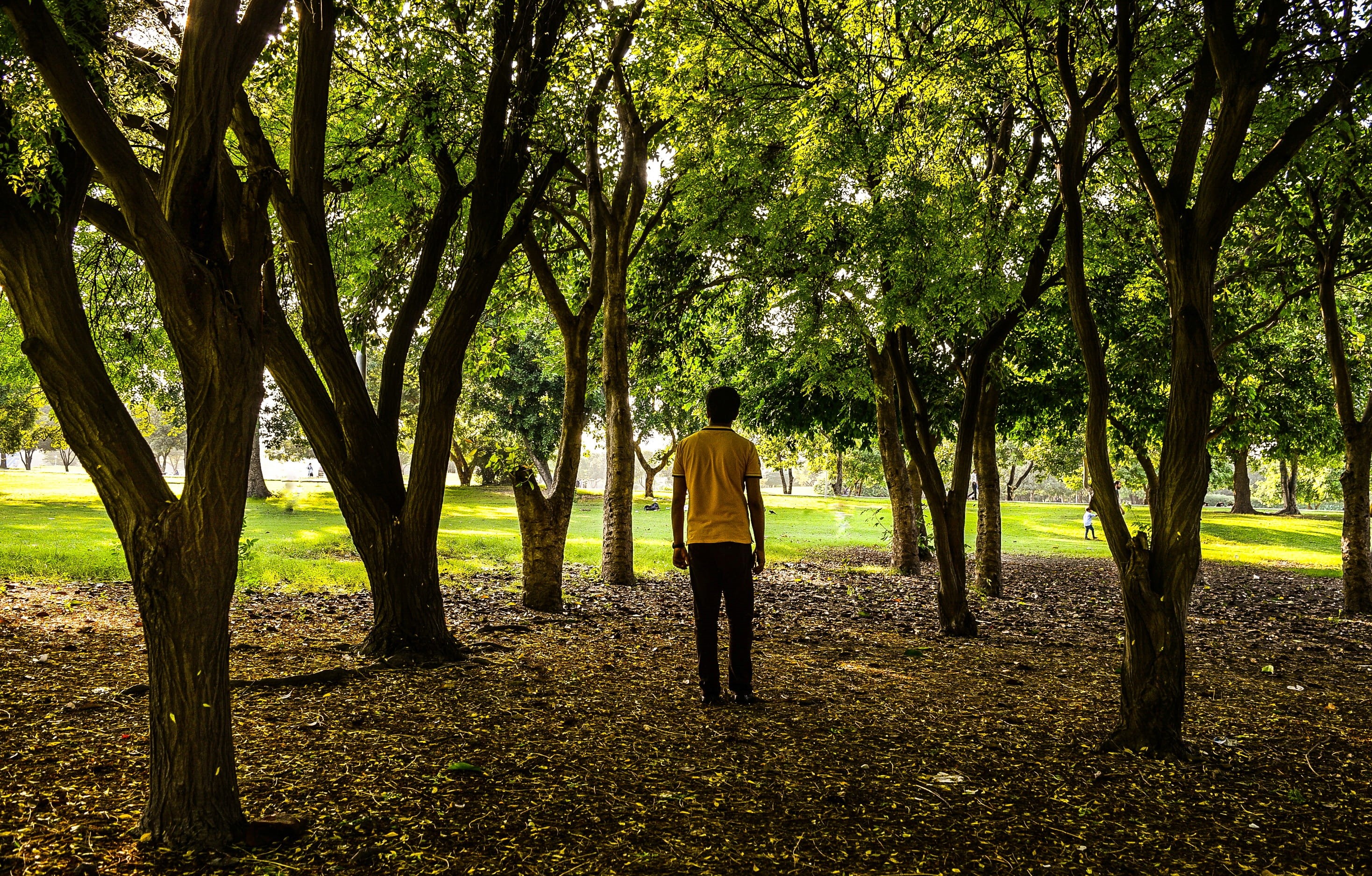 nature, field, beauty in nature, trunk, 2K, men, full length, growth, day, plant, lahore, lifestyles, real people, pakistan, rear view, outdoors, tree trunk, HD Wallpaper