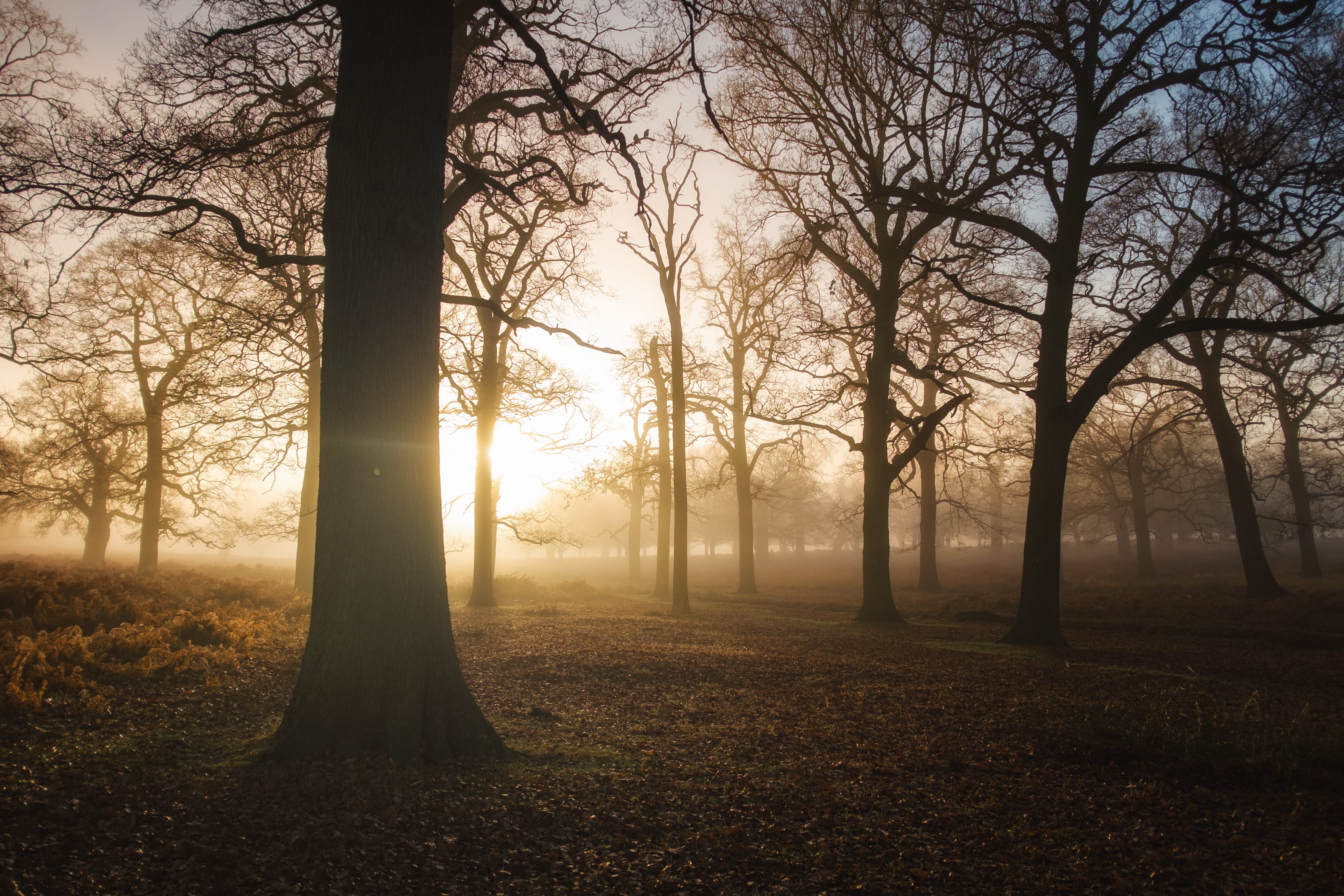 environment, tree, trunk, tranquil scene, richmond, autumn, no people, fog, trees, enchanted, streaming, land, magical, wilderness, change, landscape, outdoors, HD Wallpaper