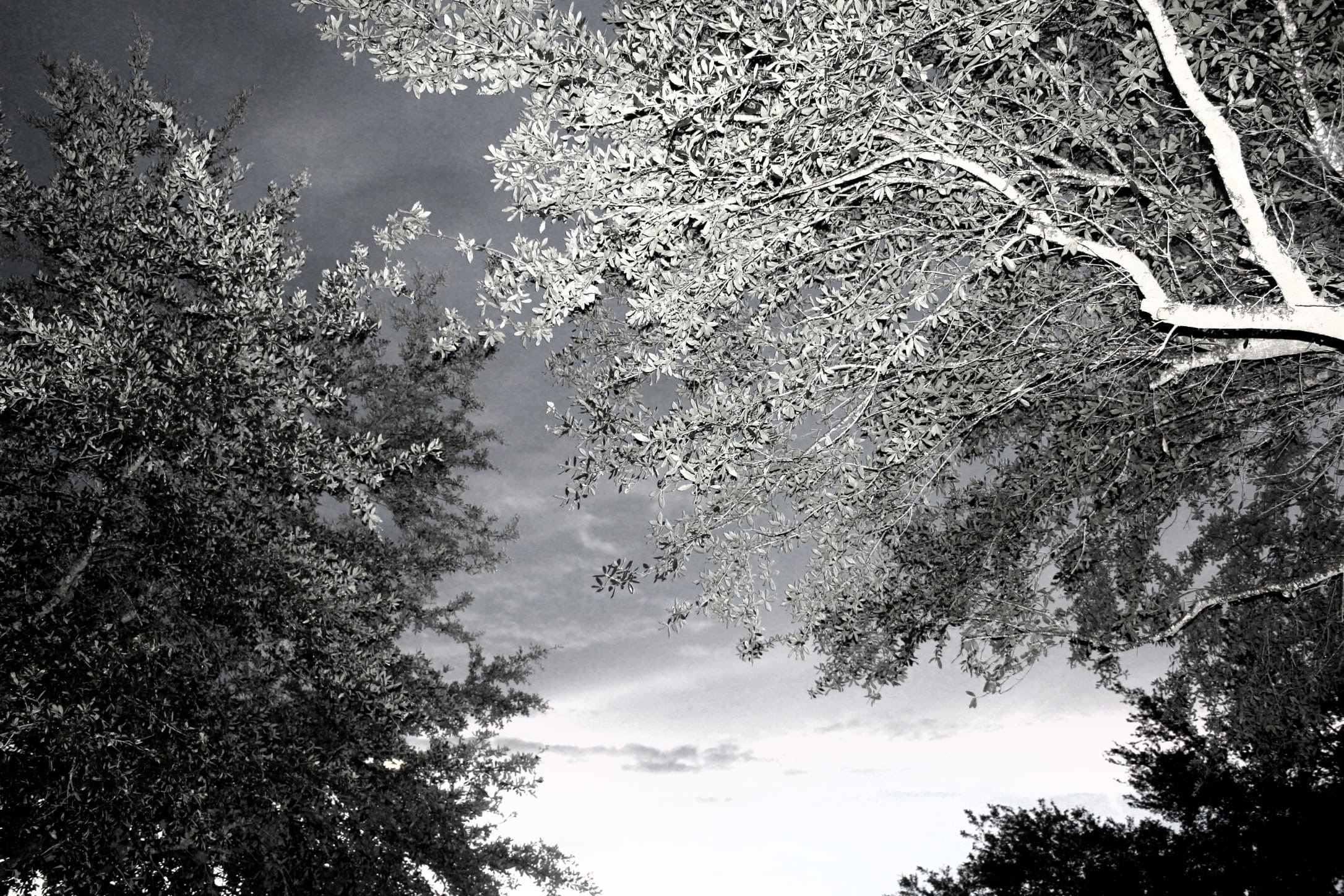 cloud - sky, day, lake buena vista, magic kingdom, sky, tranquil scene, branch, no people, scenics - nature, growth, non-urban scene, nature, trees, cold temperature, HD Wallpaper