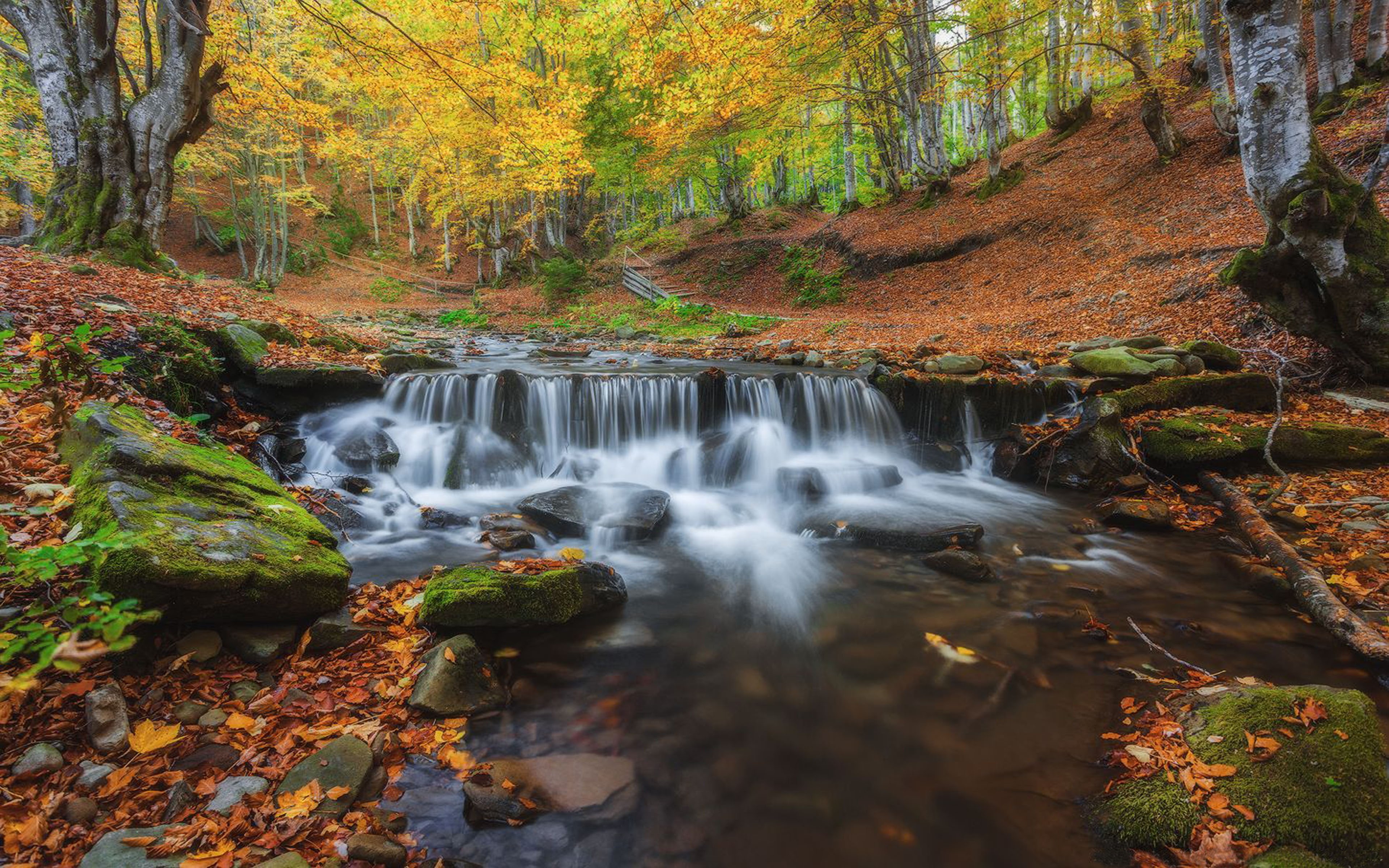 hd, desktop, mobile, autumn, forest, rivers, tablet, pylypets, zakarpattia, near, pc, ukraine, 4K, oblast, HD Wallpaper