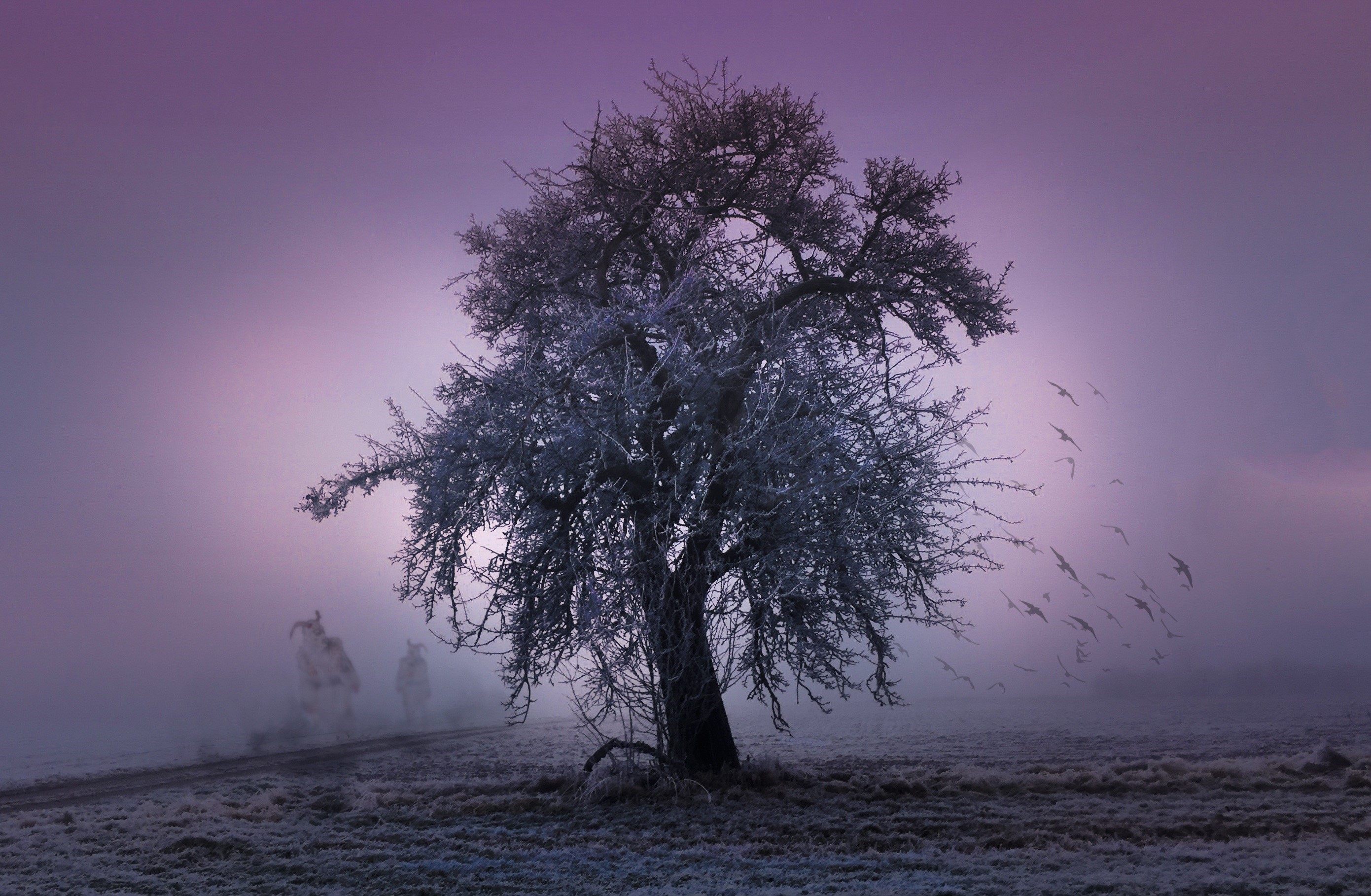 purple, frost, scenics - nature, gloomy, tranquil scene, cold temperature, outdoors, beauty in nature, fog, sky, spooky, weird, environment, snow, fantasy, HD Wallpaper