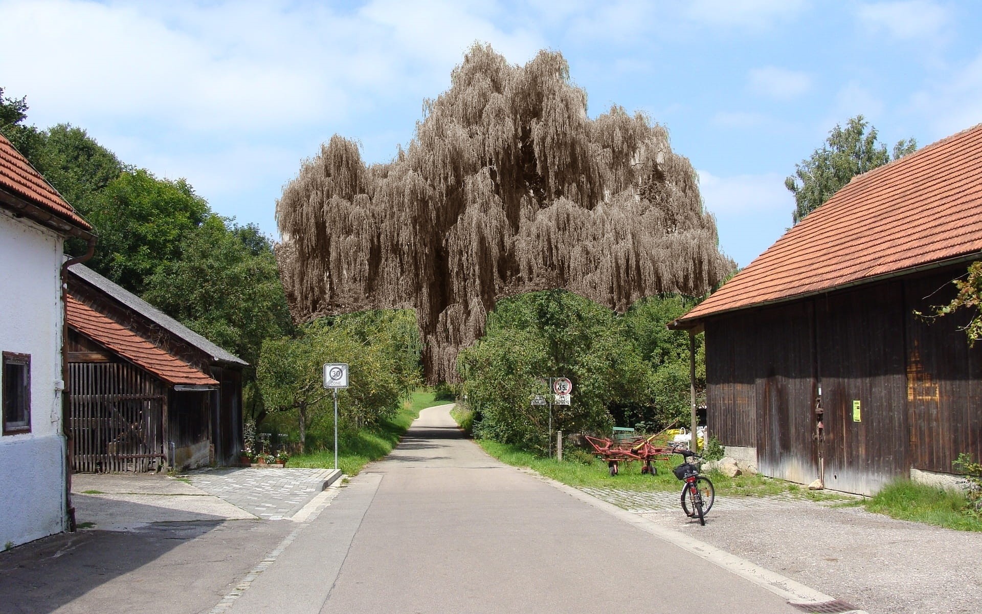 tree spirit, mysterious, 1080P, hamlet of bergen, architecture, day, salicaceae, superstitious, city, growth, footpath, weird, transportation, gespenstig, HD Wallpaper