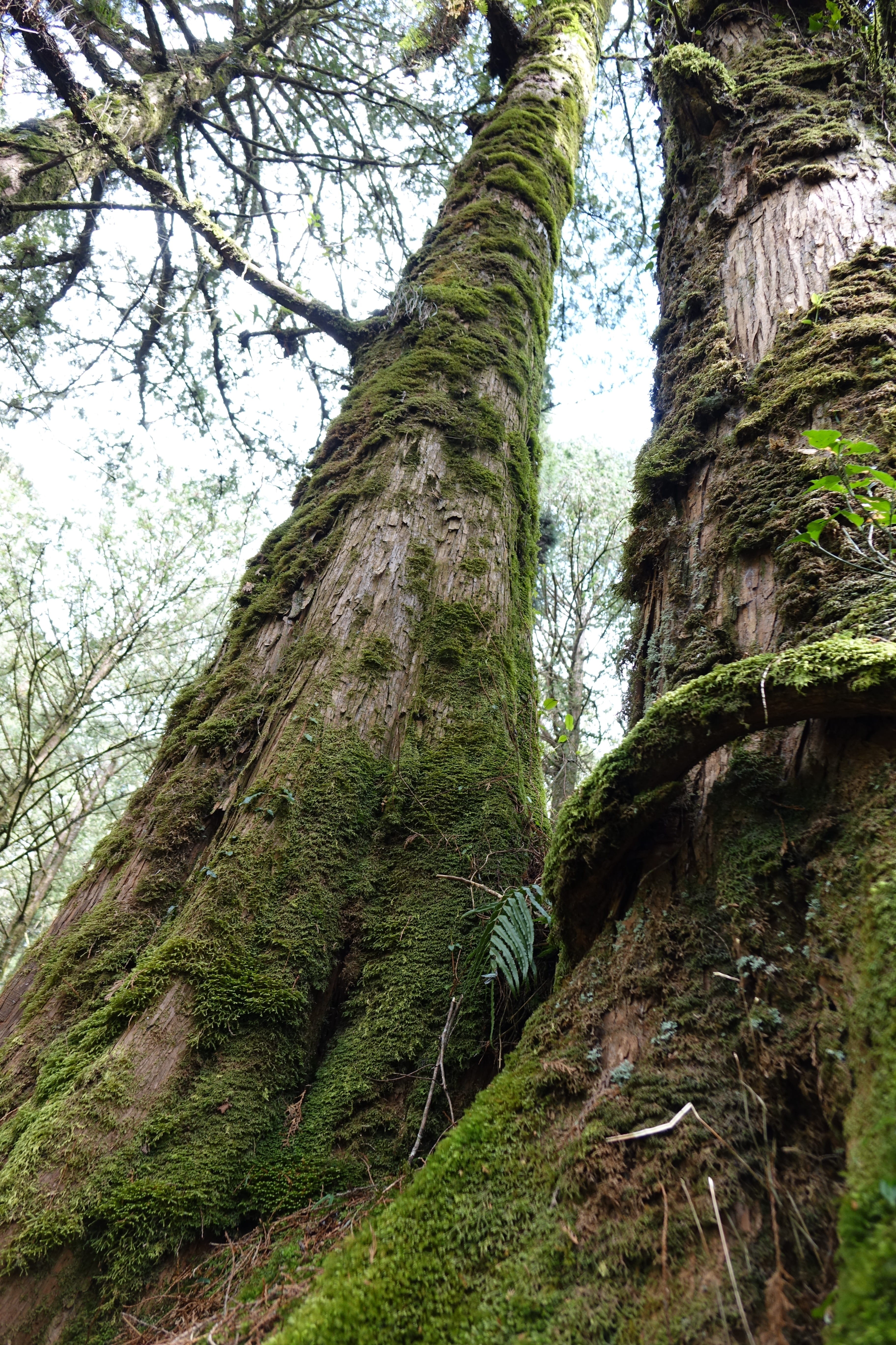 scenics - nature, no people, growth, cypress, 5K, day, rainforest, Scenic, nature, beauty in nature, sky, land, tranquil scene, plant, tree trunk, Tree, Phone HD Wallpaper
