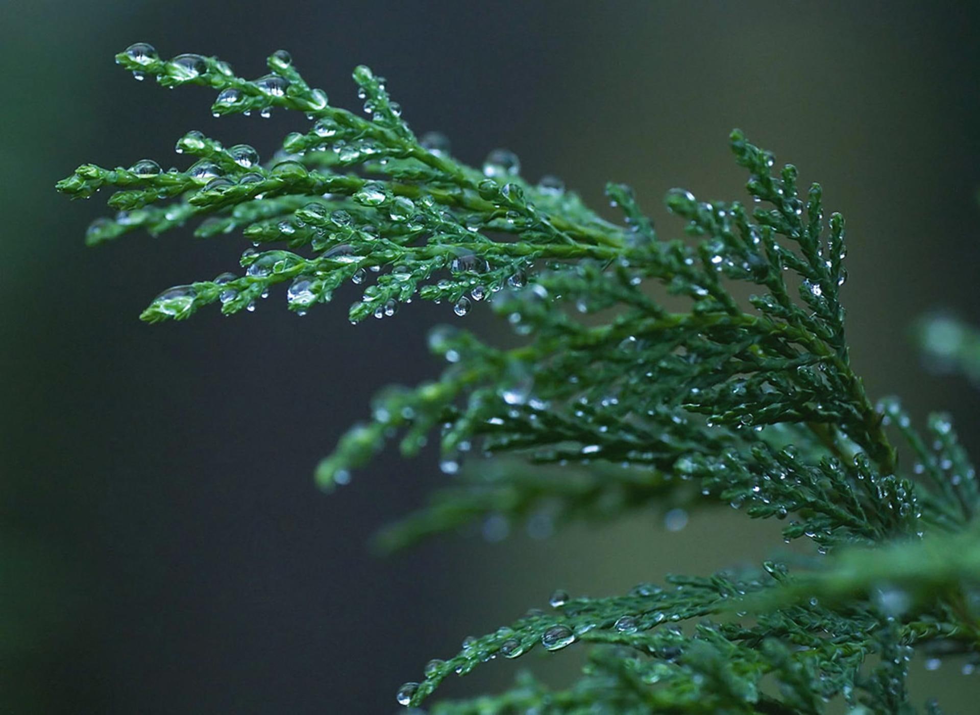tree, evergreen, 1080P, raindrops, forest, cypress, winter, rain, 3d and abstract, HD Wallpaper