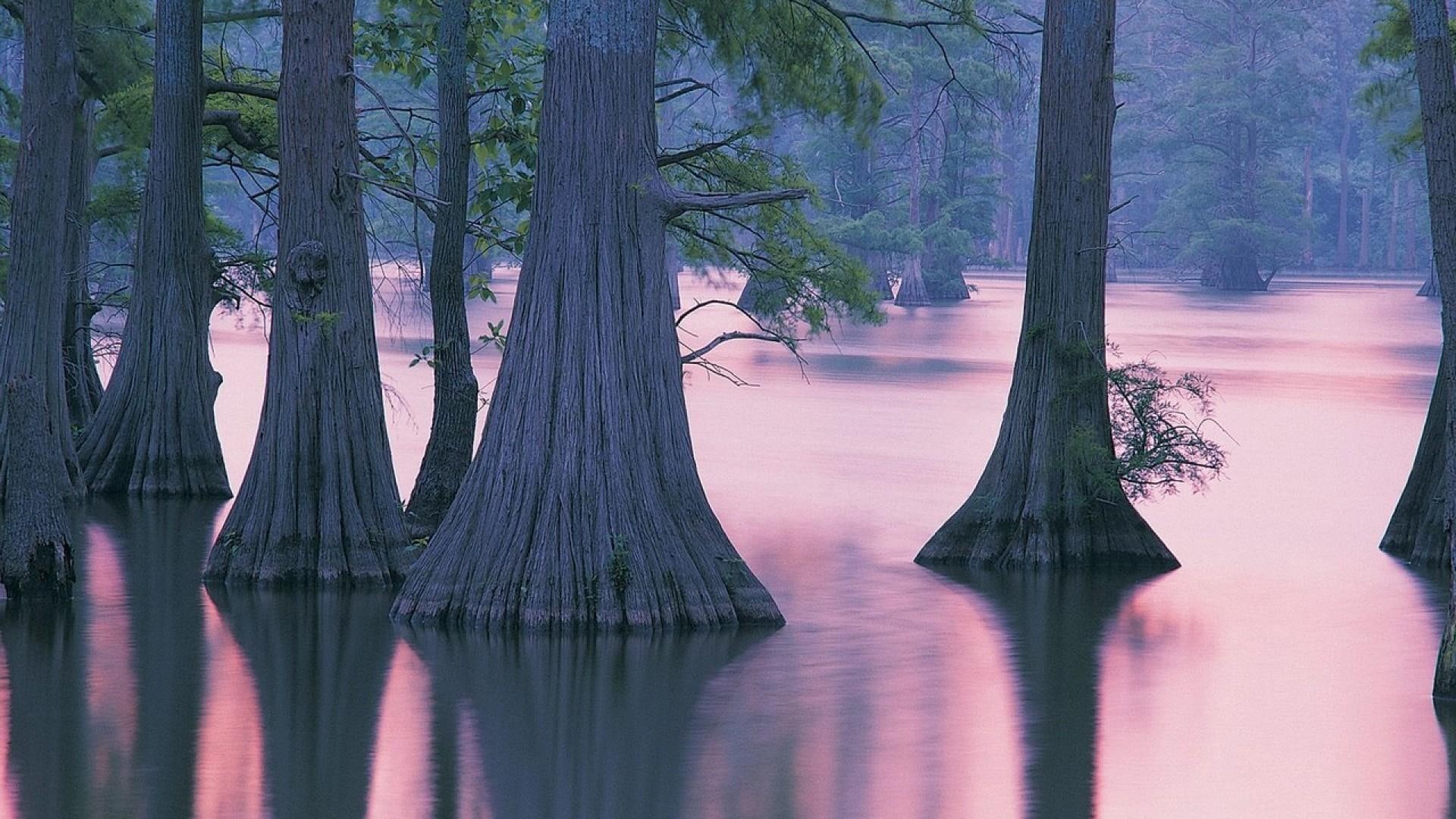 1080P, reflection, trees, lake, nature and landscapes, mist, cypress, illinois, HD Wallpaper