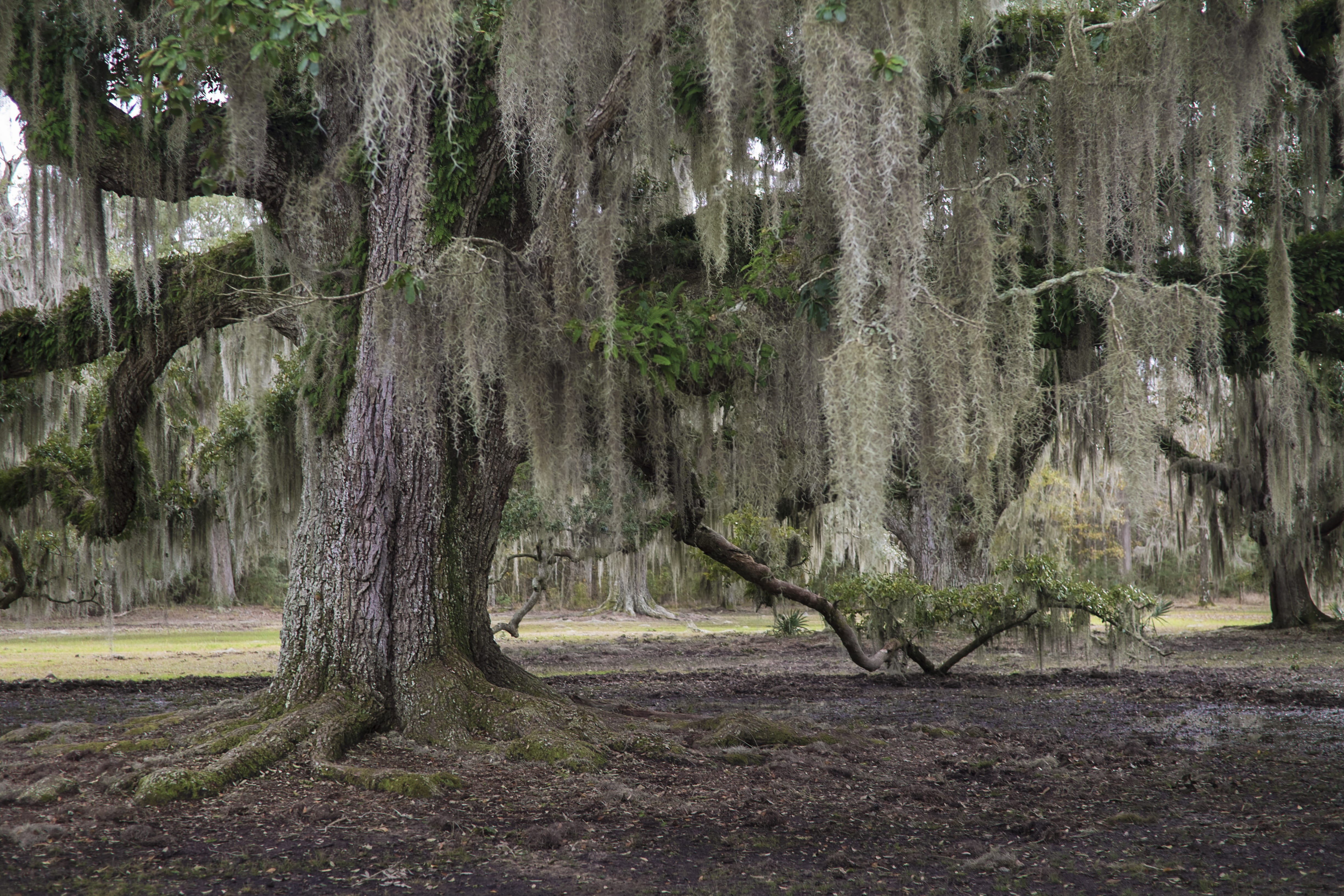 tranquil scene, beauty in nature, louisiana, trees, plant, no people, growth, day, tree, trunk, swamp, forest, non-urban scene, woodland, tree trunk, outdoors, HD Wallpaper