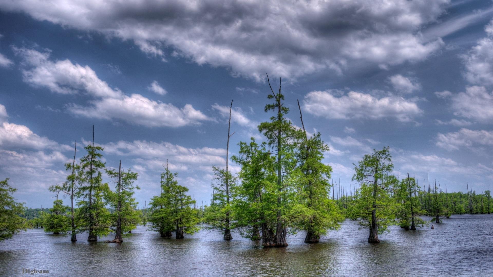 blue, 3d and abstract, beautiful, blue cypress lake, cypress, 1080P, cypress trees, trees, clouds, lakes, nature, HD Wallpaper