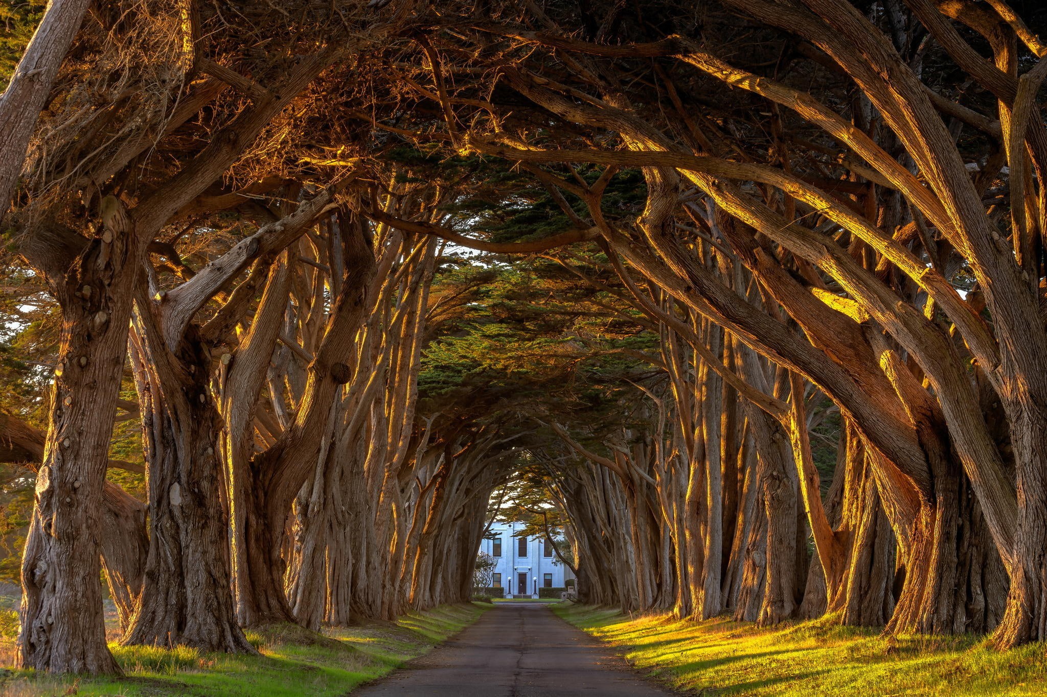 station, alley, cypress, lervia, sunset, california, point, the estate, tunnel, marconi, summer, trees, 1080P, reyes, tree, light, HD Wallpaper