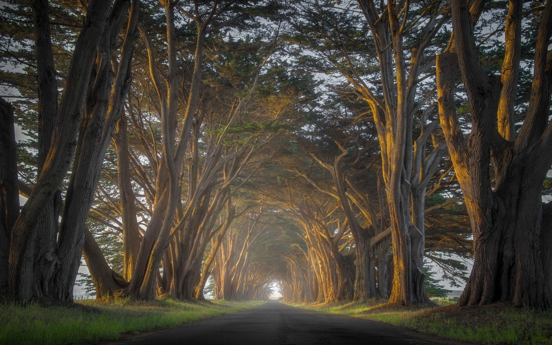 mist, cypress, nature, trees, grass, tunnel, 1080P, road, sunrise, HD Wallpaper