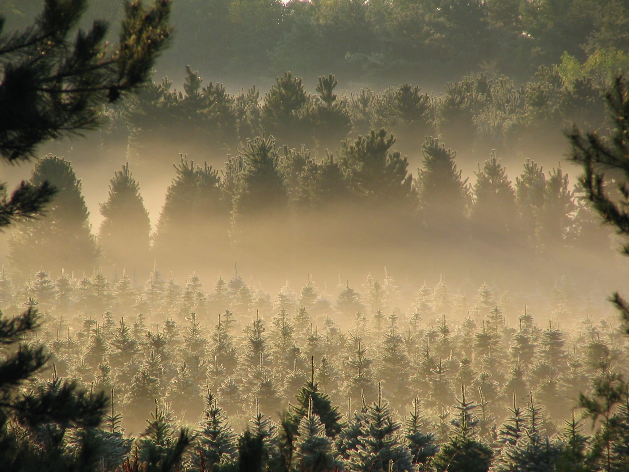 hazy, evergreen tree, fog, 1080P, outdoors, covered, mist, morning, golden hour, no people, cypress, beauty in nature, green, christmas tree farm, forest, HD Wallpaper