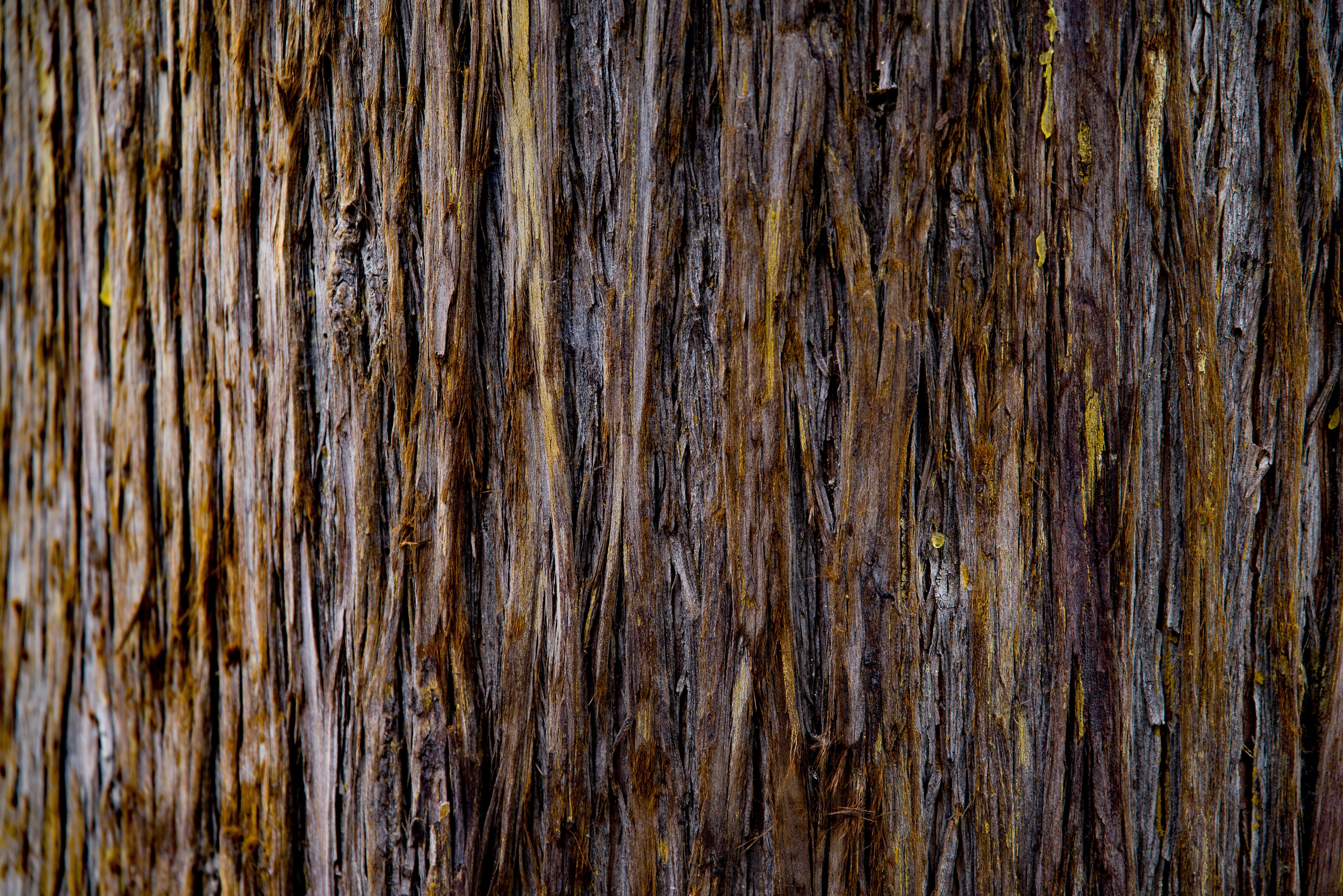 nature, day, full frame, wood - material, no people, outdoors, close-up, textured, trunk, tree, brown, weathered, pattern, rough, wood, wood grain, backgrounds, HD Wallpaper