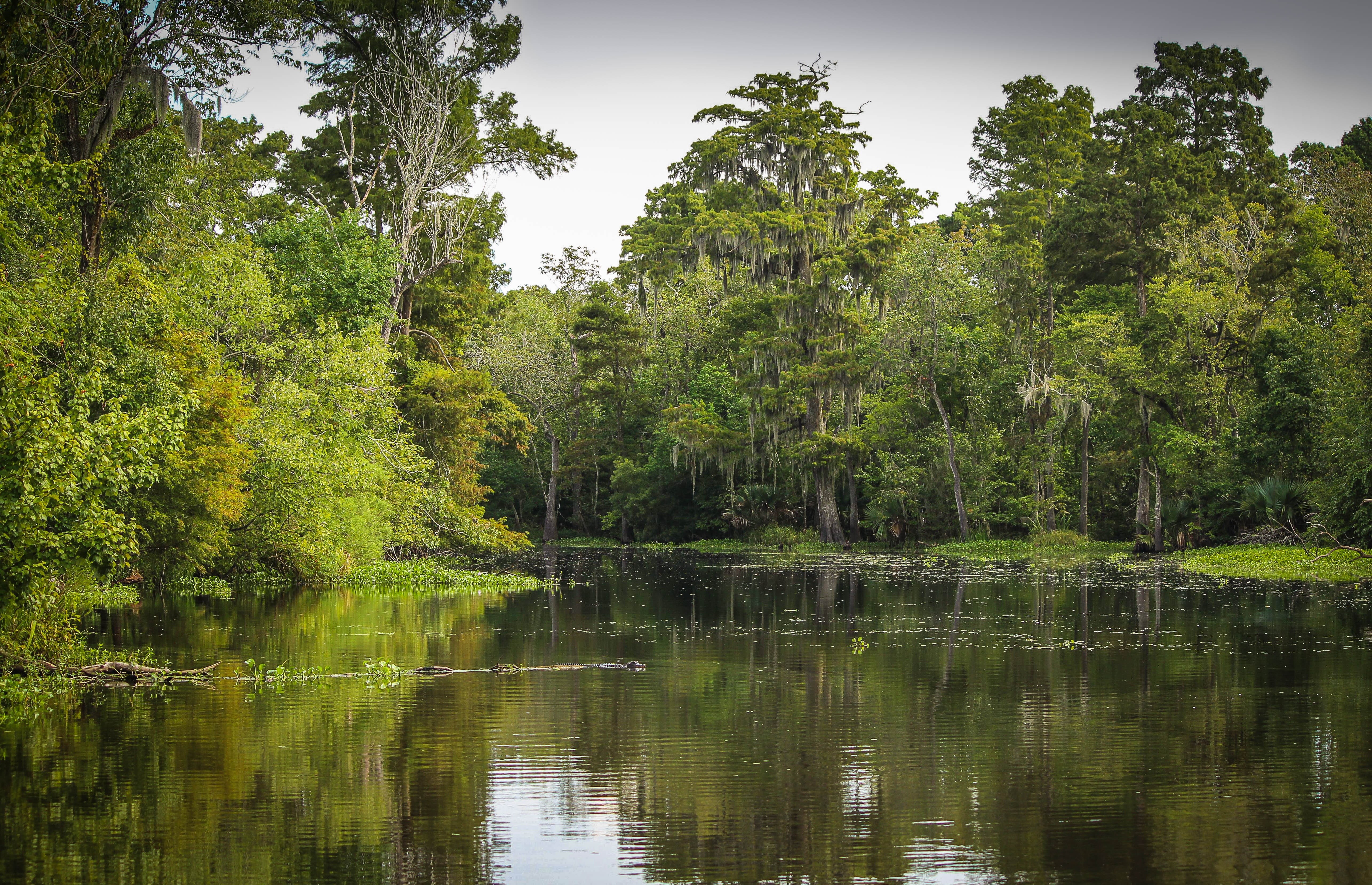 landscape, plant, jungle, 5K, daytime, reflection, wetland, land, growth, cypress, non-urban scene, tranquility, surrounded, body, bayou, no people, marsh, HD Wallpaper