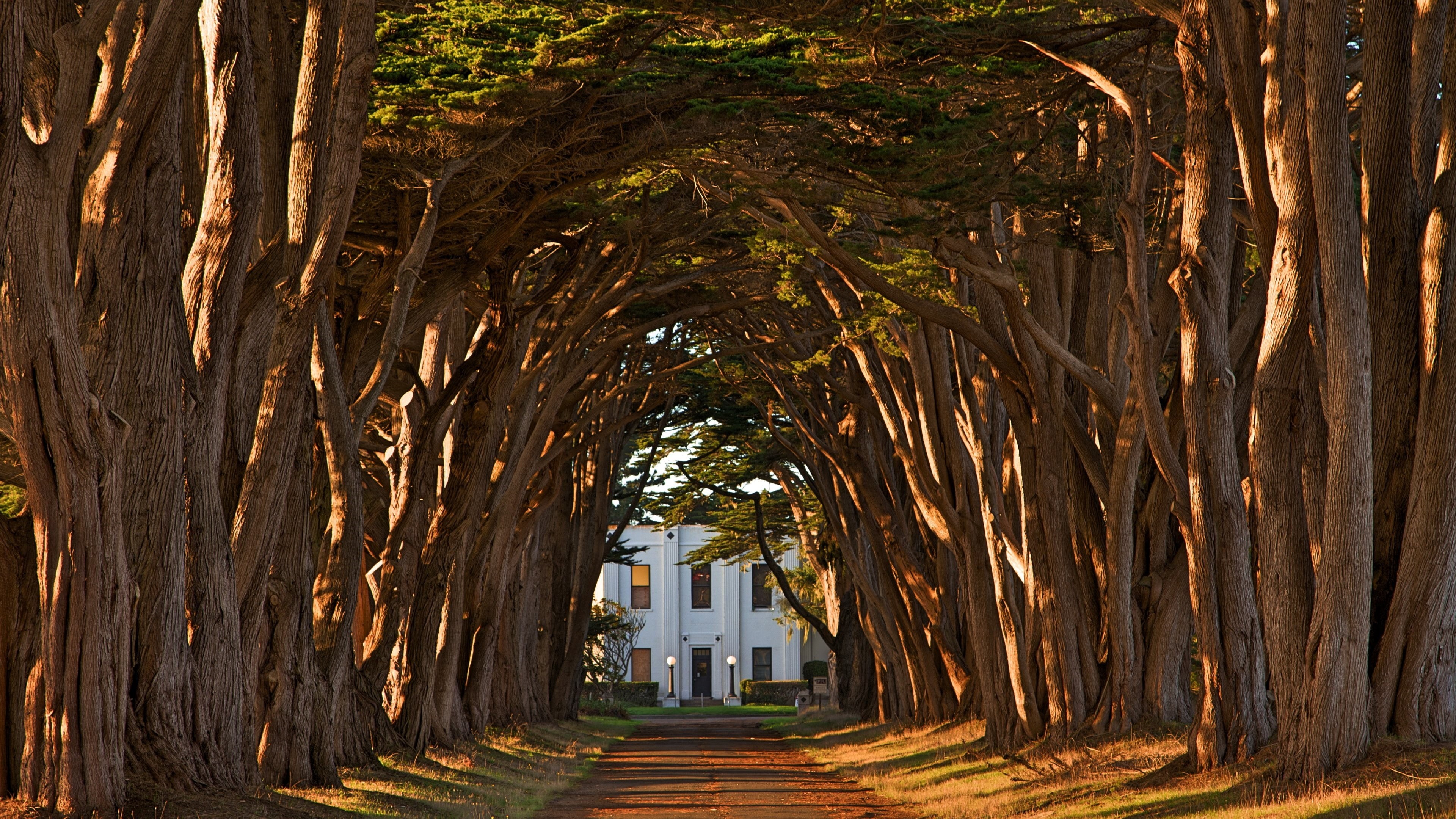 inverness, growth, point reyes, grove, landscape, no people, architecture, direction, cypress tree tunnel, diminishing perspective, cypress tree, treelined, HD Wallpaper