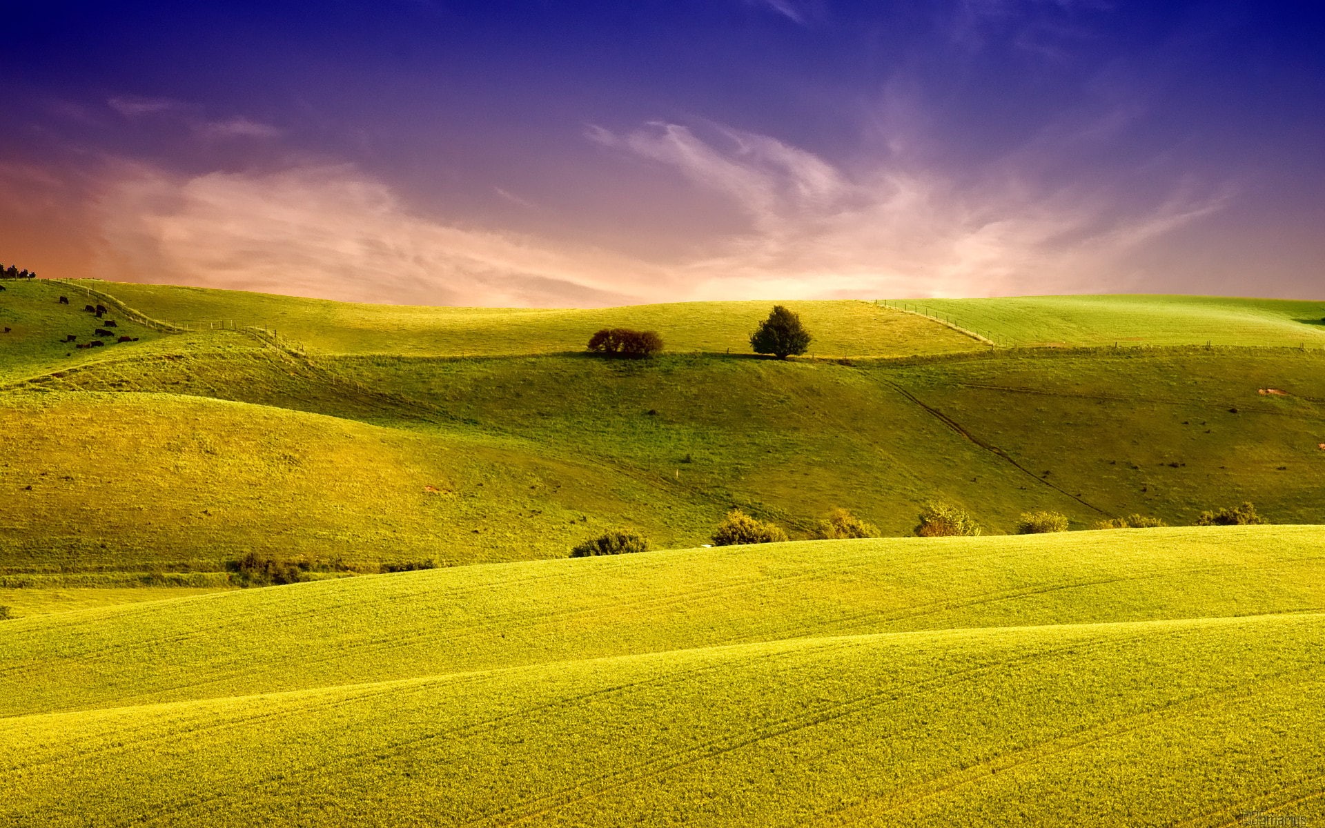 yellow, the sky, summer, hill, landscape, siena Province, farm, rural Scene, sunlight, crop, landscaped, no People, plowed Field, italian Culture, tree, HD Wallpaper