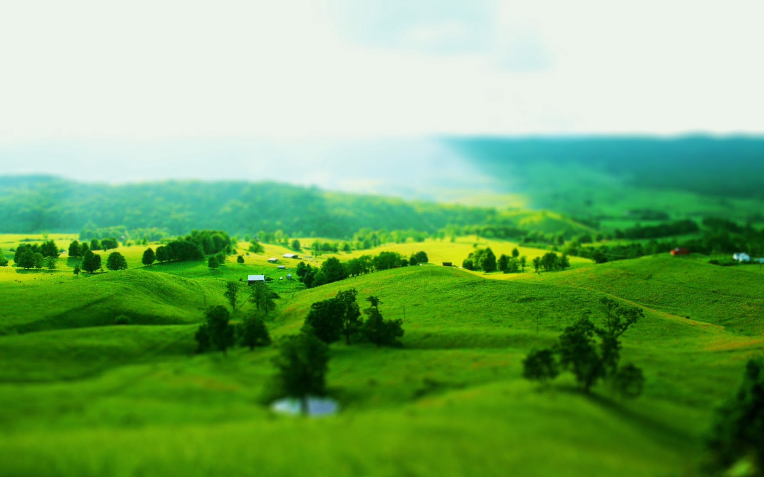 forest, fields, sunlight, plant, season, no People, landscaped, agriculture, grass, beauty In Nature, rolling landscape, tuscany, hill, farm, day, field, HD Wallpaper