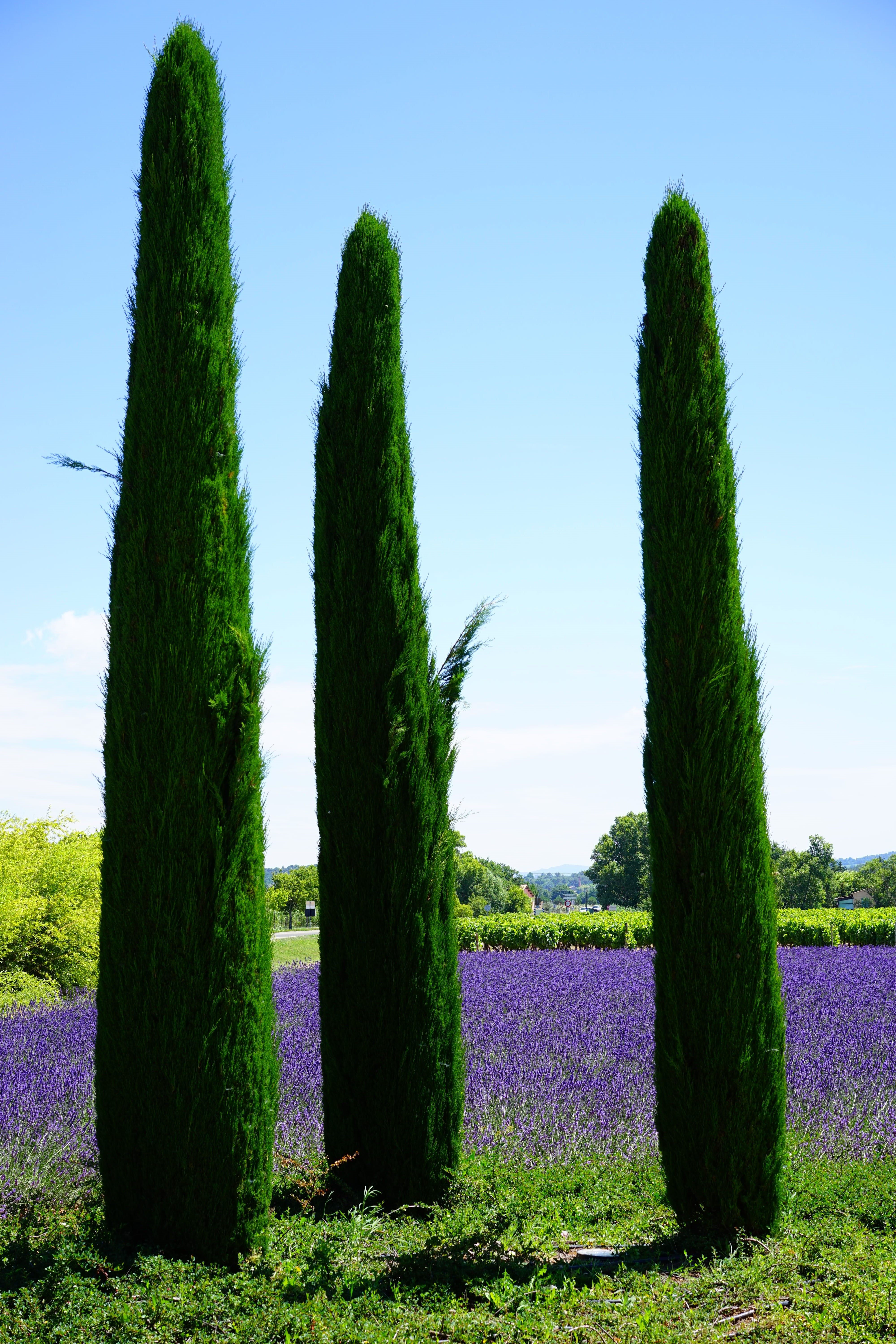 scenics - nature, hedge, clear sky, sky, cipirboum, cypressienholz, green, purple, plant, outdoors, trees, 5K, ornamental plant, no people, nature, provence, Phone HD Wallpaper