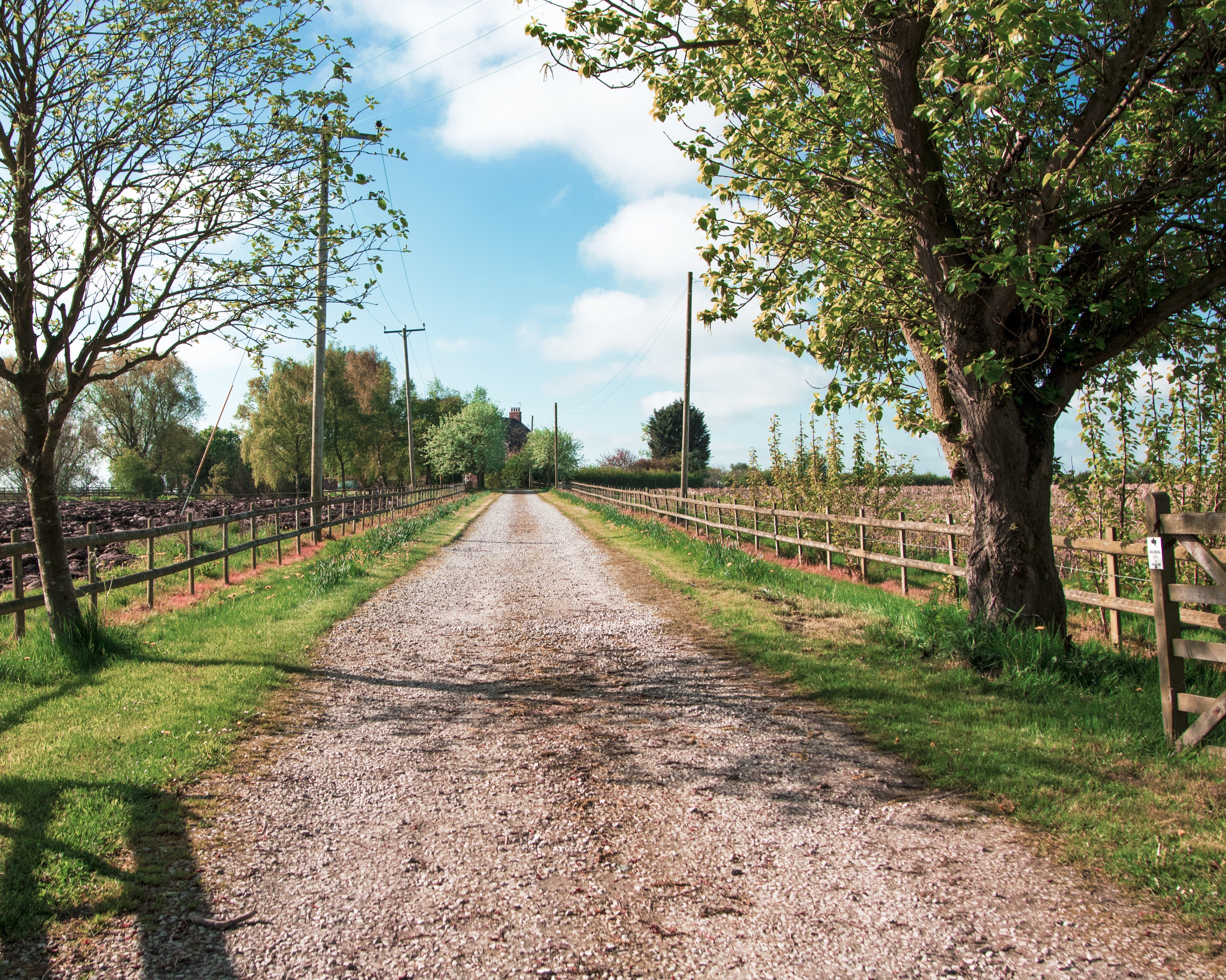 england, beauty in nature, day, 4K, growth, nature, country, tree, plant, vanishing point, treelined, outdoors, sunlight, farmhouse, sky, no people, road, HD Wallpaper