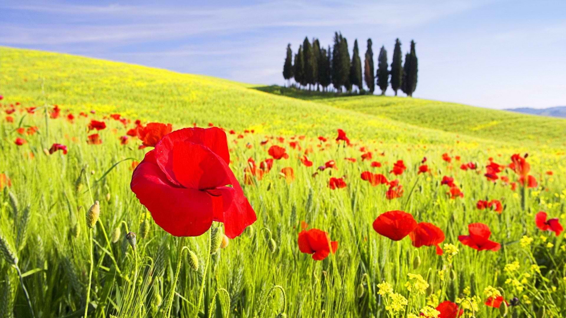 poppies, 1080P, cipressi, flowers, poppy, italy, val, tuscany, d 039 orcia, HD Wallpaper