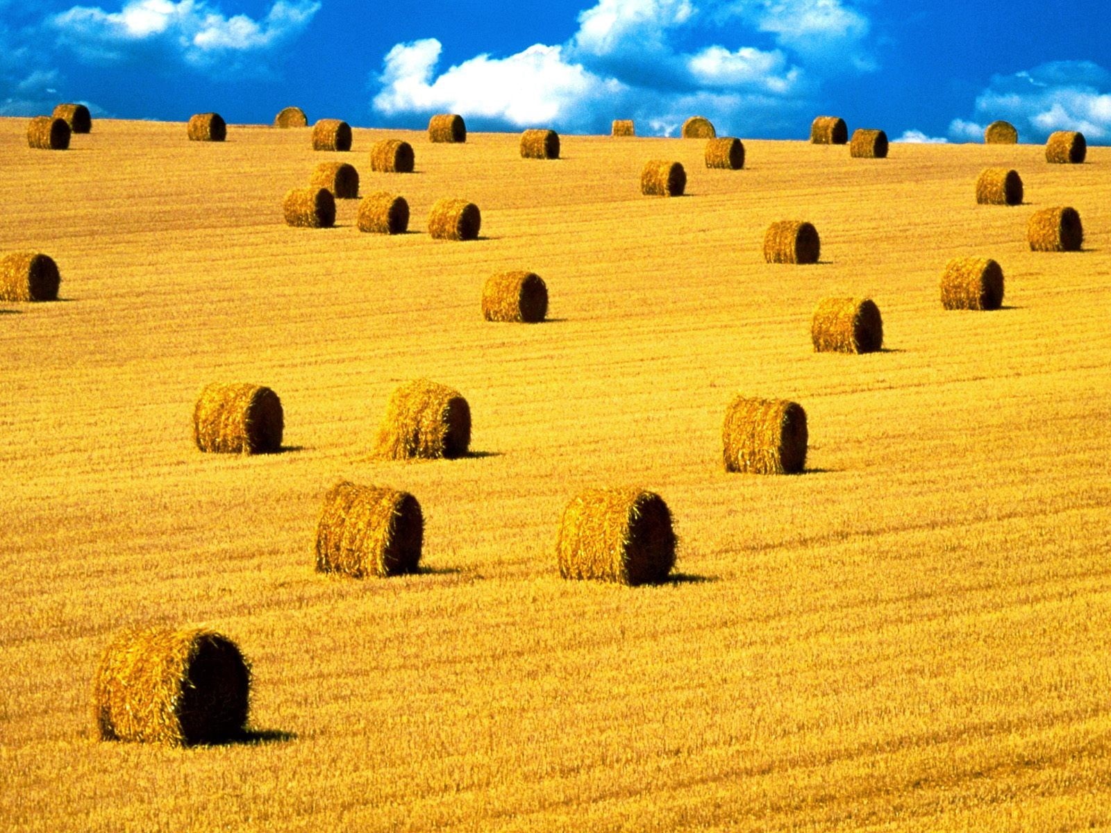 720P, rural scene, plant, land, tranquil scene, farm, bale, field, agriculture, scenics - nature, beauty in nature, brown, cloud - sky, outdoors, nature, HD Wallpaper