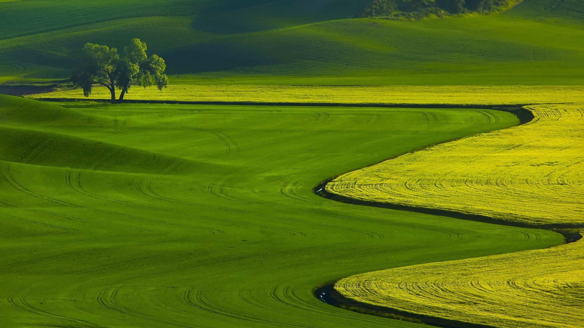 trees, green, 1080P, field, landscape, nature, hills, HD Wallpaper