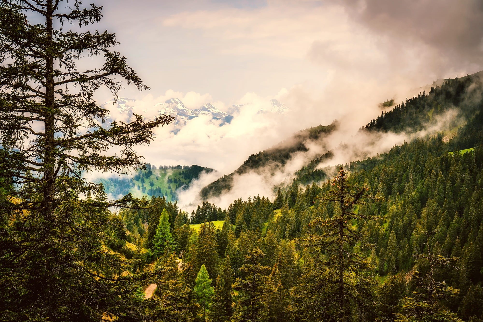 pine tree, tree, environment, pine woodland, rural scene, Forest, snow, agriculture, non-urban scene, idyllic, scenics, woods, Mountains, mountain, hdr, HD Wallpaper