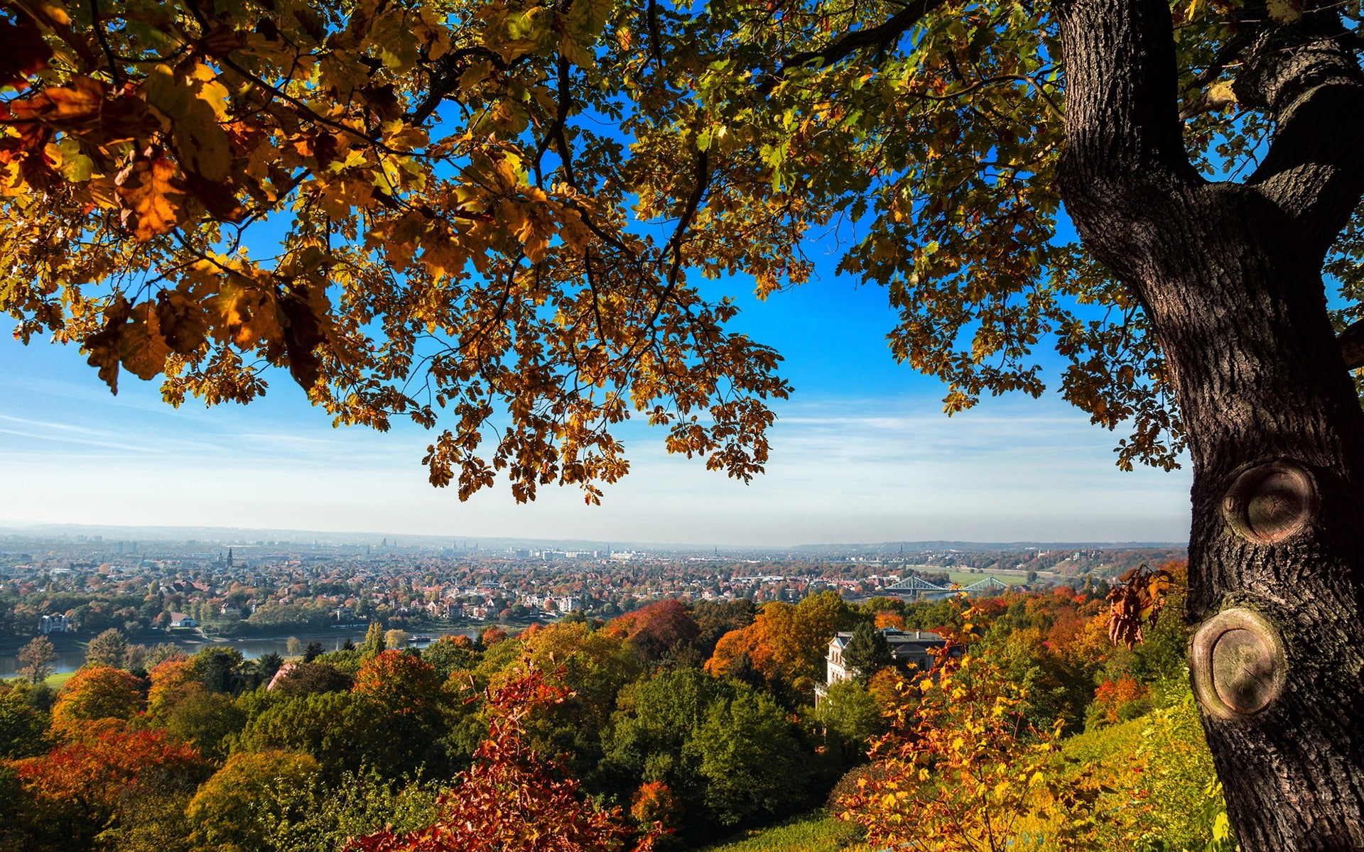 Trees, green, Germany, tree, Autumn, Dresden, 1080P, Hill, HD Wallpaper