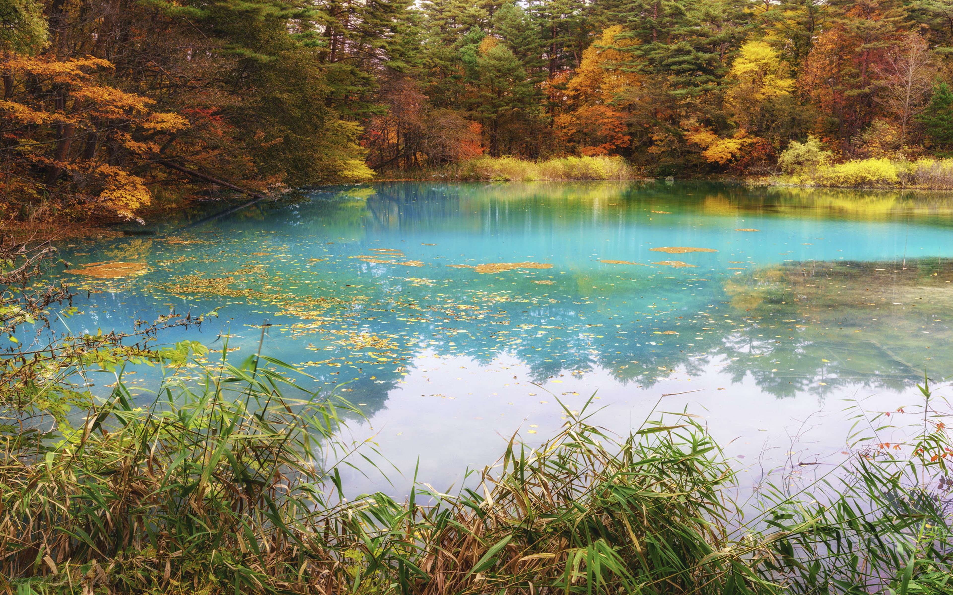 japan, growth, idyllic, no people, lake, reflection, 4K, land, trees, nature, outdoors, tranquil scene, beauty in nature, tranquility, yellow, HD Wallpaper