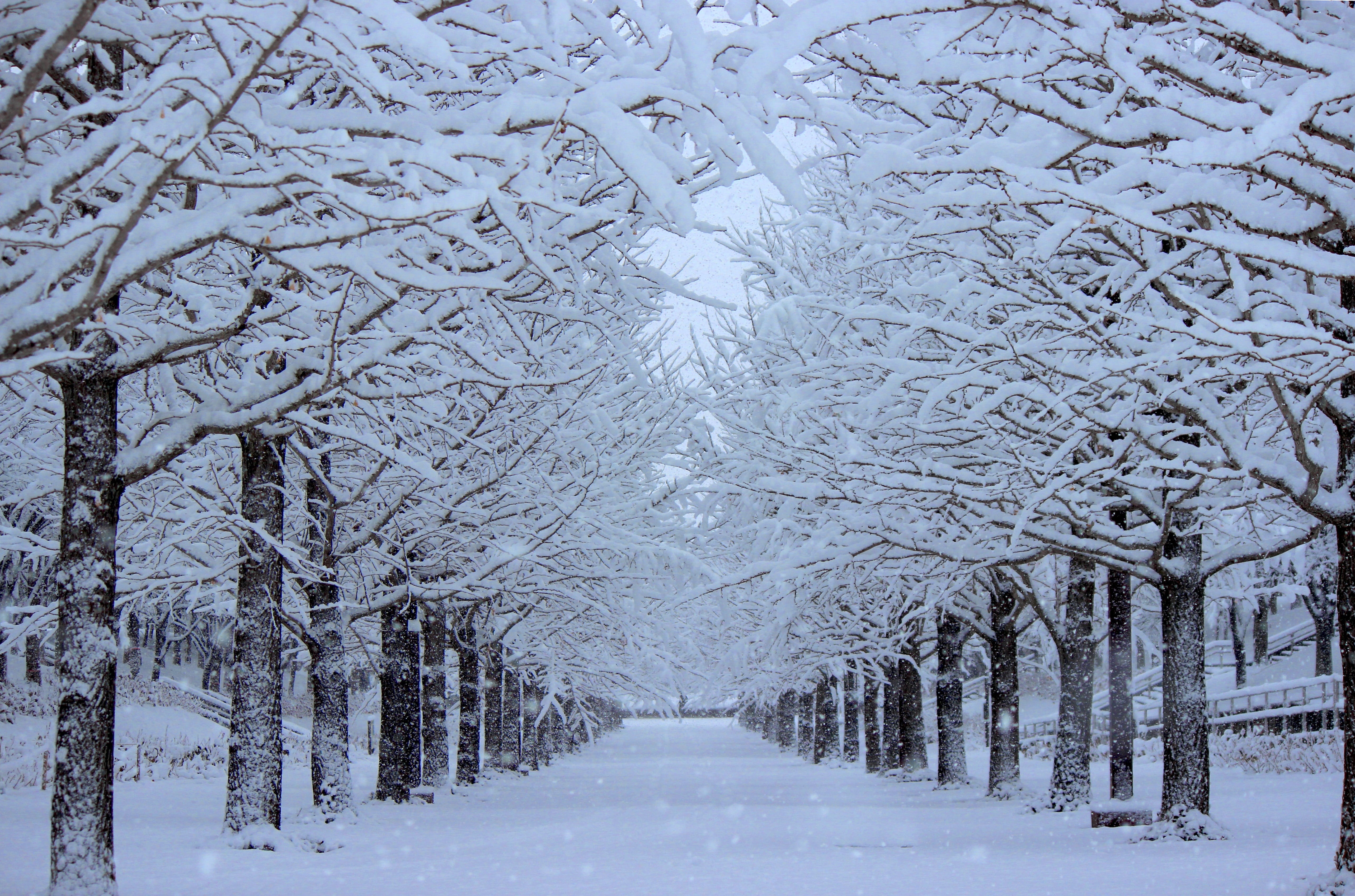trees, diminishing perspective, beauty in nature, weather, snowflake, tree, forest, snowing, cold temperature, plant, environment, covered, leafless, scenics - nature, HD Wallpaper