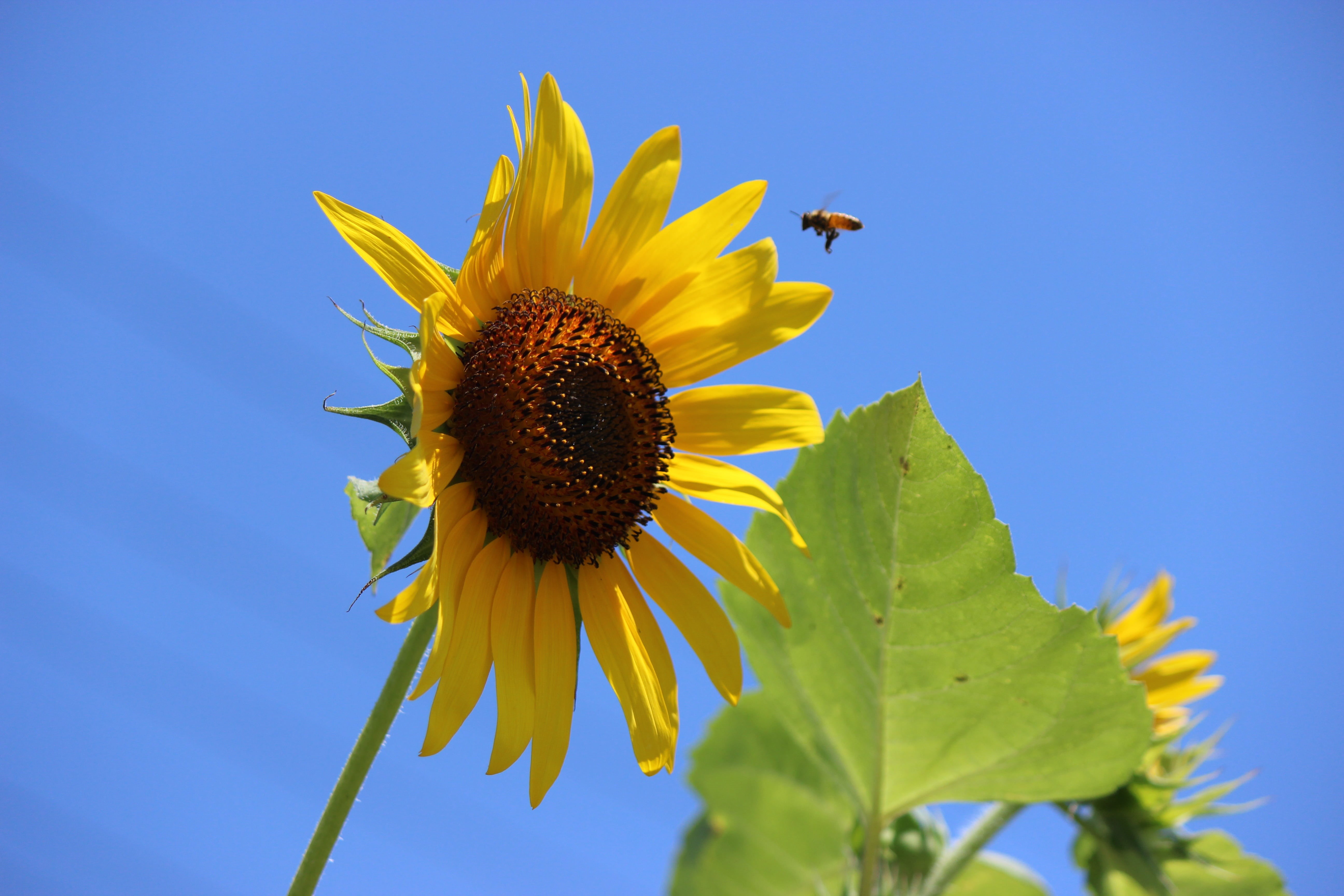 vulnerability, outdoors, freshness, sepal, beauty in nature, sunflower, close-up, no people, petal, plant, blue sky, inflorescence, flowering plant, flower head, HD Wallpaper