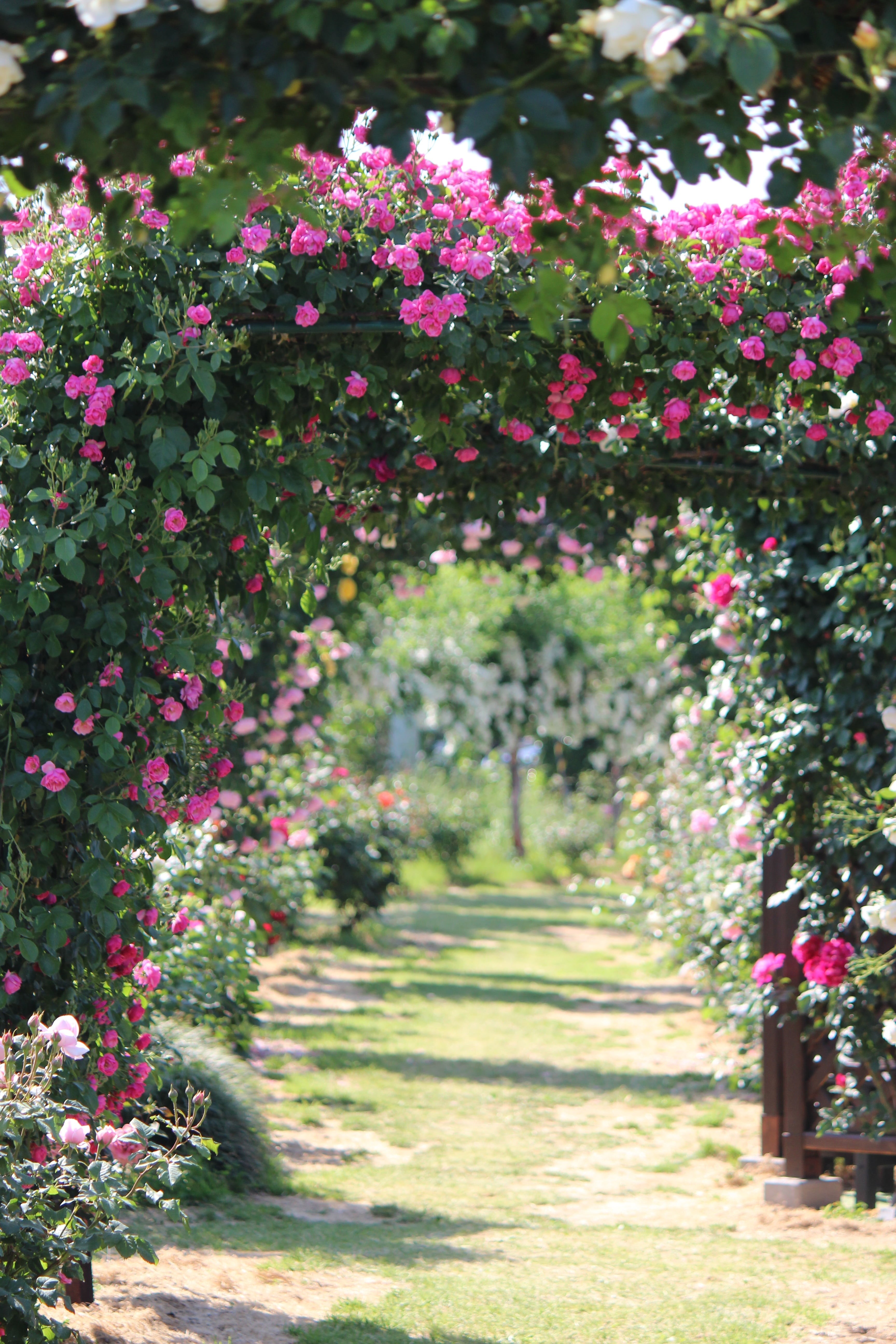 rose garden, growth, ornamental garden, nature, flowering plant, 5K, beauty in nature, rose, fukushima, garden, flower, formal garden, plant, flower head, Phone HD Wallpaper