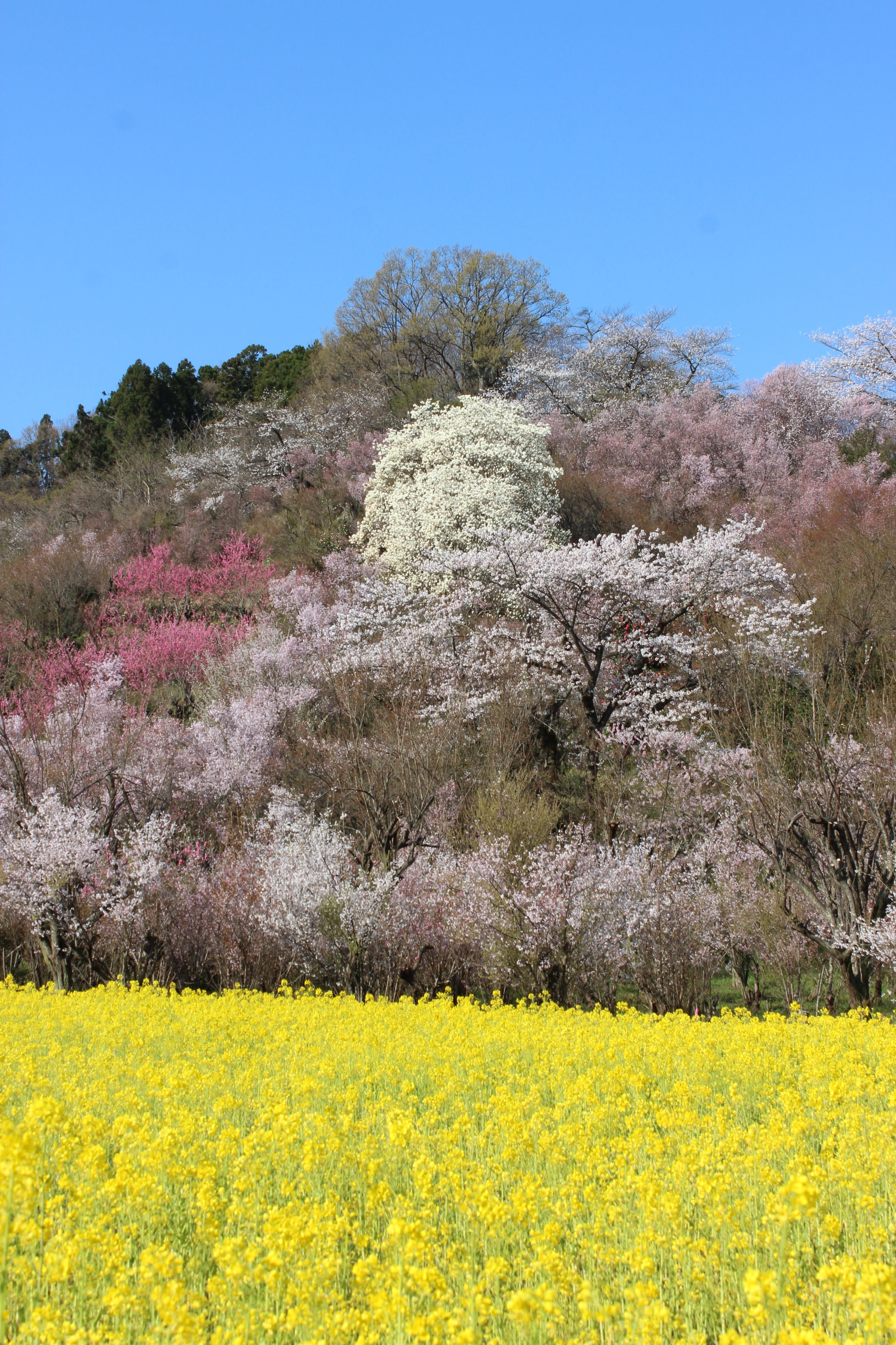 tree, flower, springtime, oilseed rape, fukushima, environment, cherry blossom viewing mountains, 5K, field, abe koichiro, no people, watari, land, sky, Phone HD Wallpaper