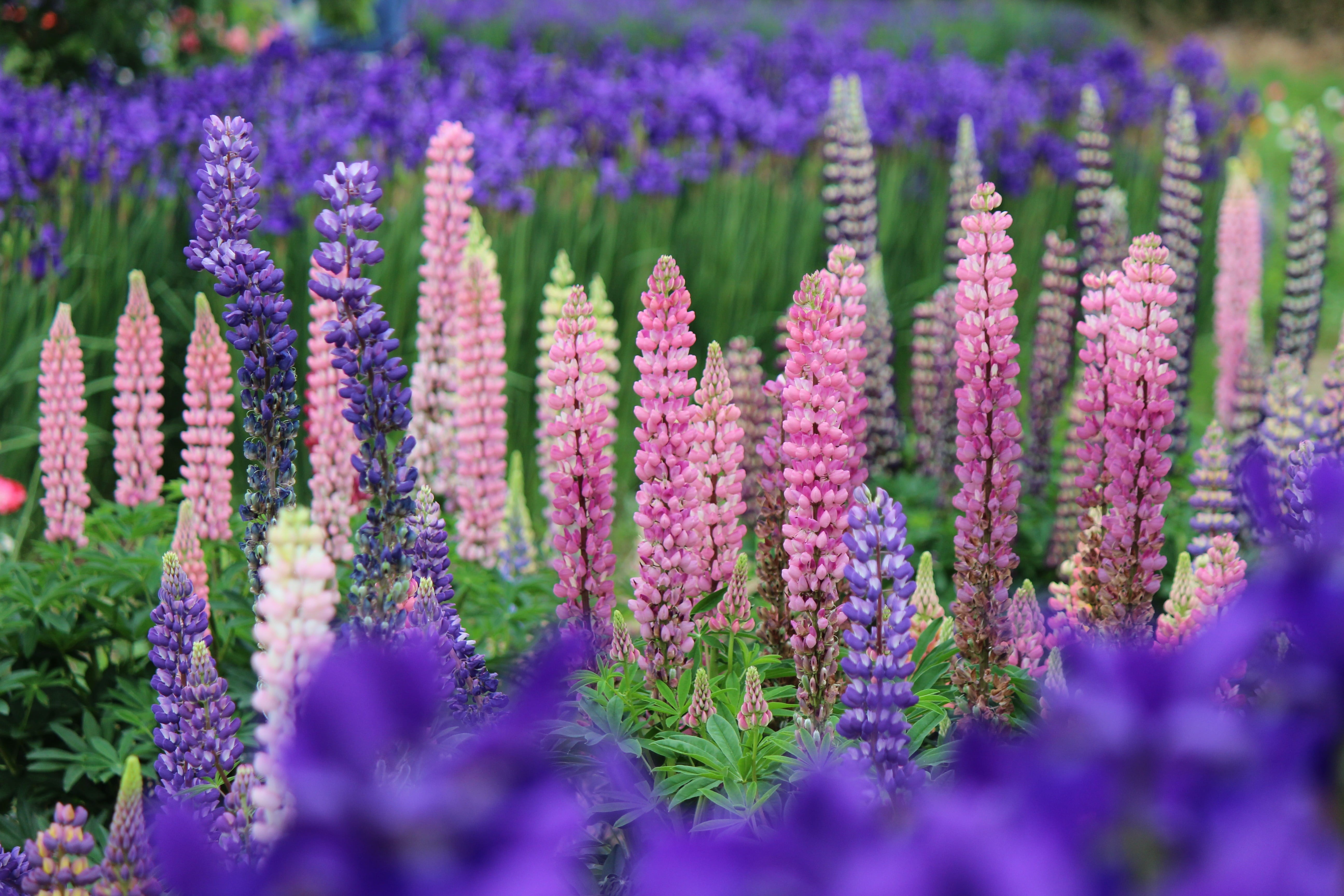 plant, flowering plant, ornamental garden, selective focus, lupine, vulnerability, flower head, gardening, fukushima prefecture, herbal medicine, growth, HD Wallpaper