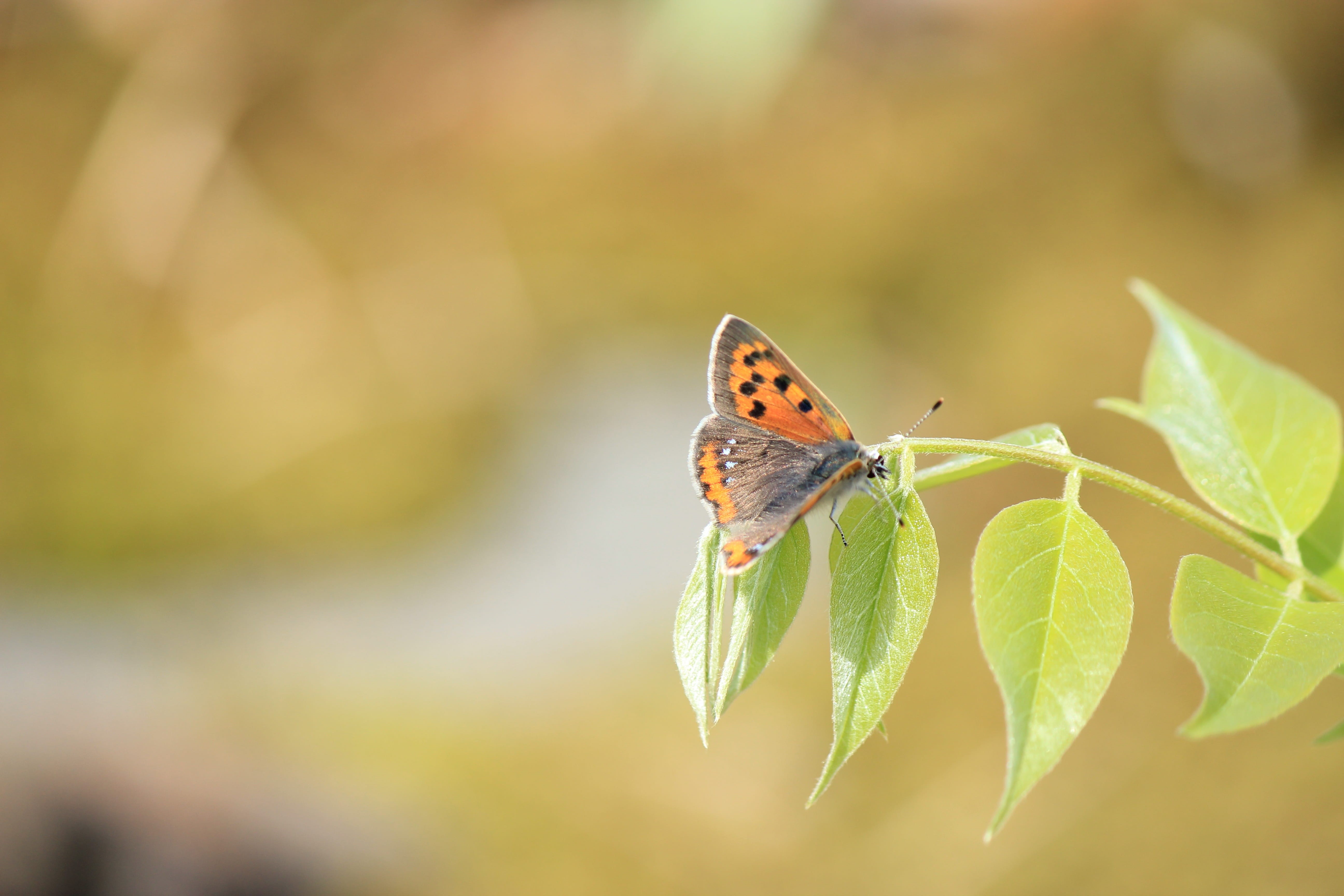 animal themes, butterfly - insect, day, nature, leaf, Lycaena Phlaeas, one animal, insect, 5K, Butterfly, outdoors, animal wildlife, beauty in nature, HD Wallpaper