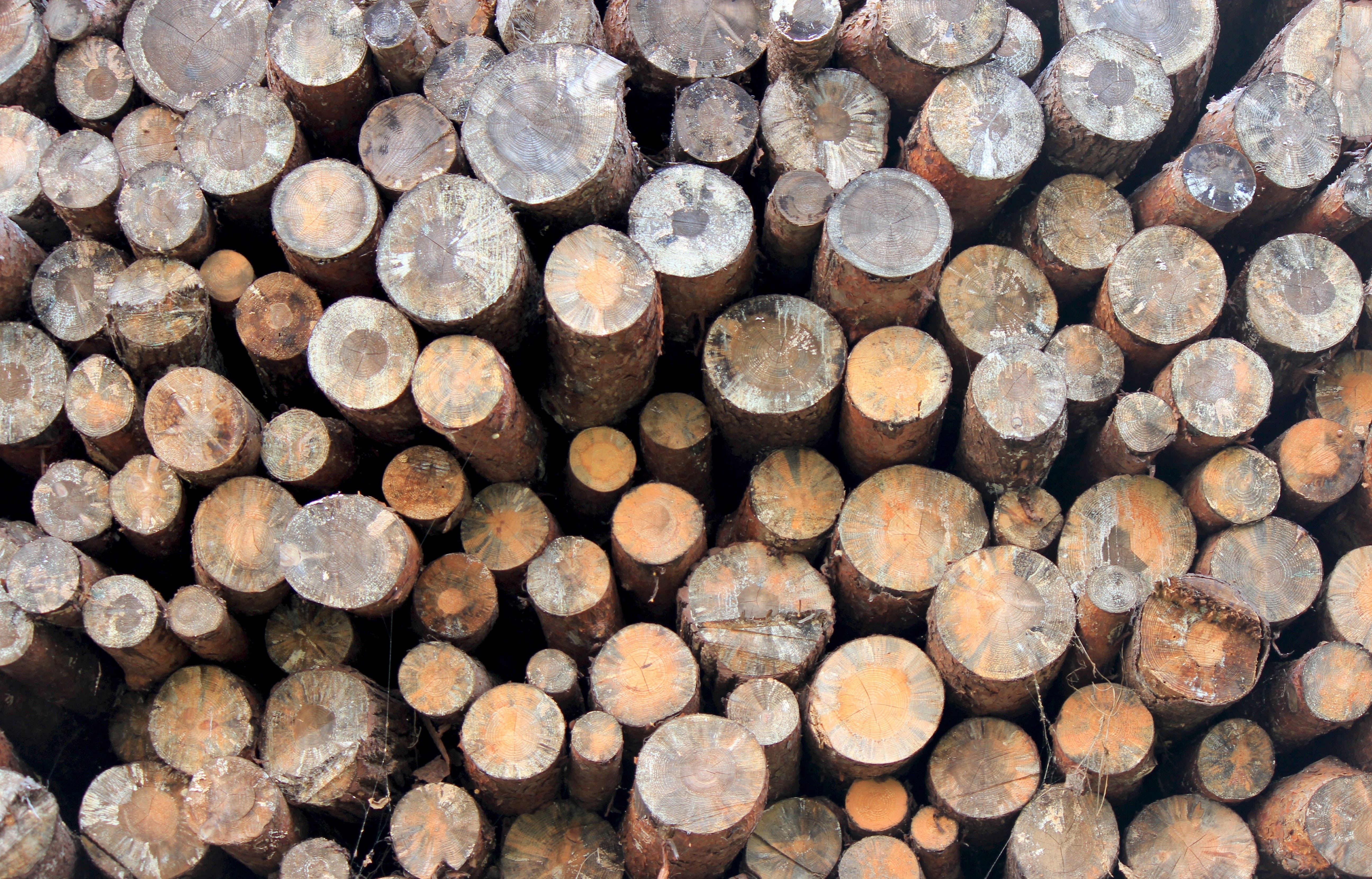 fossil fuel, 5K, Fukushima, firewood, large group of objects, Swamp, fuel and power generation, Solder, Koori, solder swamp, tree, Log, no people, cellar, HD Wallpaper