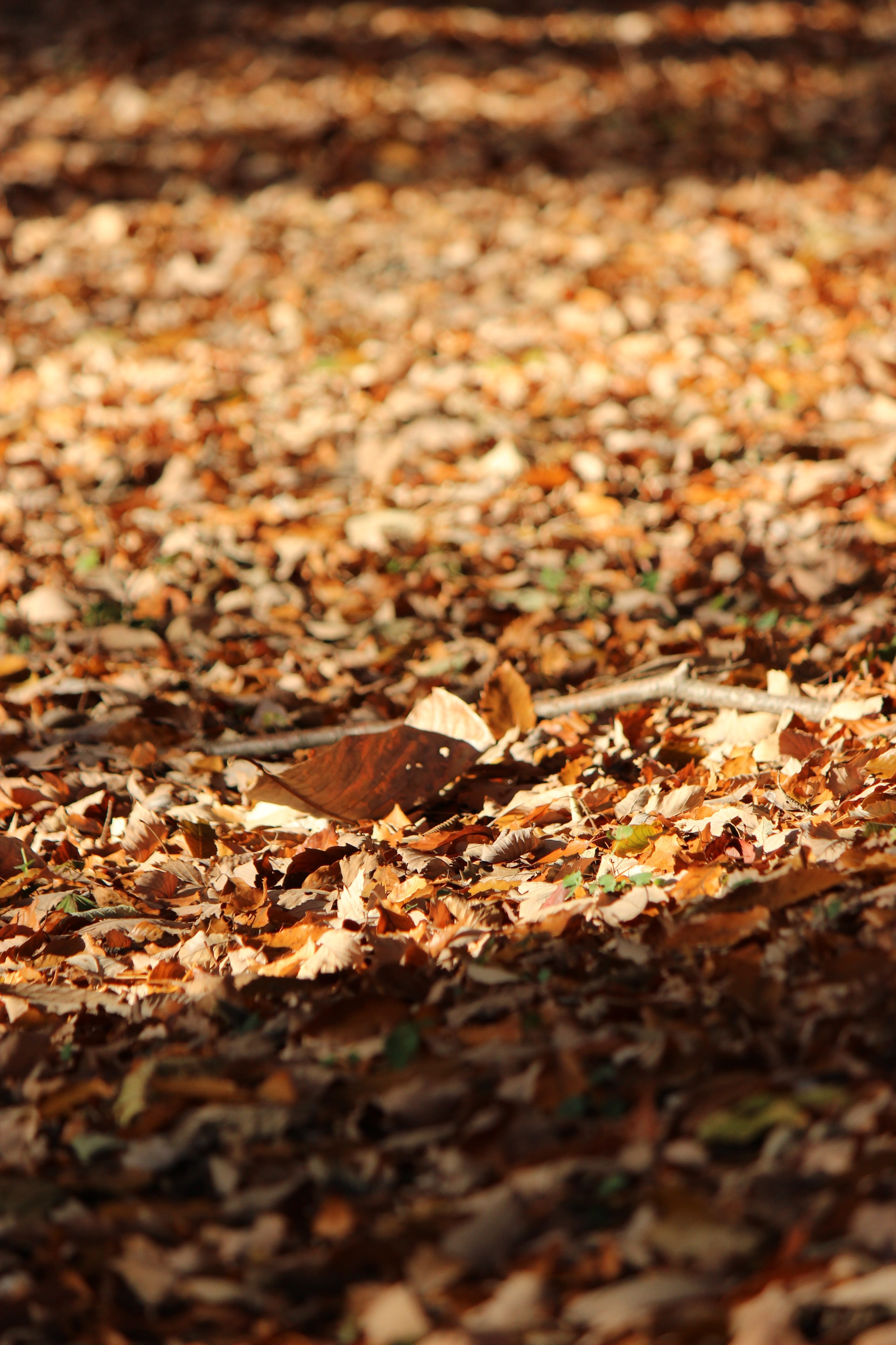 dry, backgrounds, leaves, brown, surface level, plant part, abundance, autumn, fallen leaves, land, falling, day, mount shinobu, maple leaf, outdoors, nature, Phone HD Wallpaper