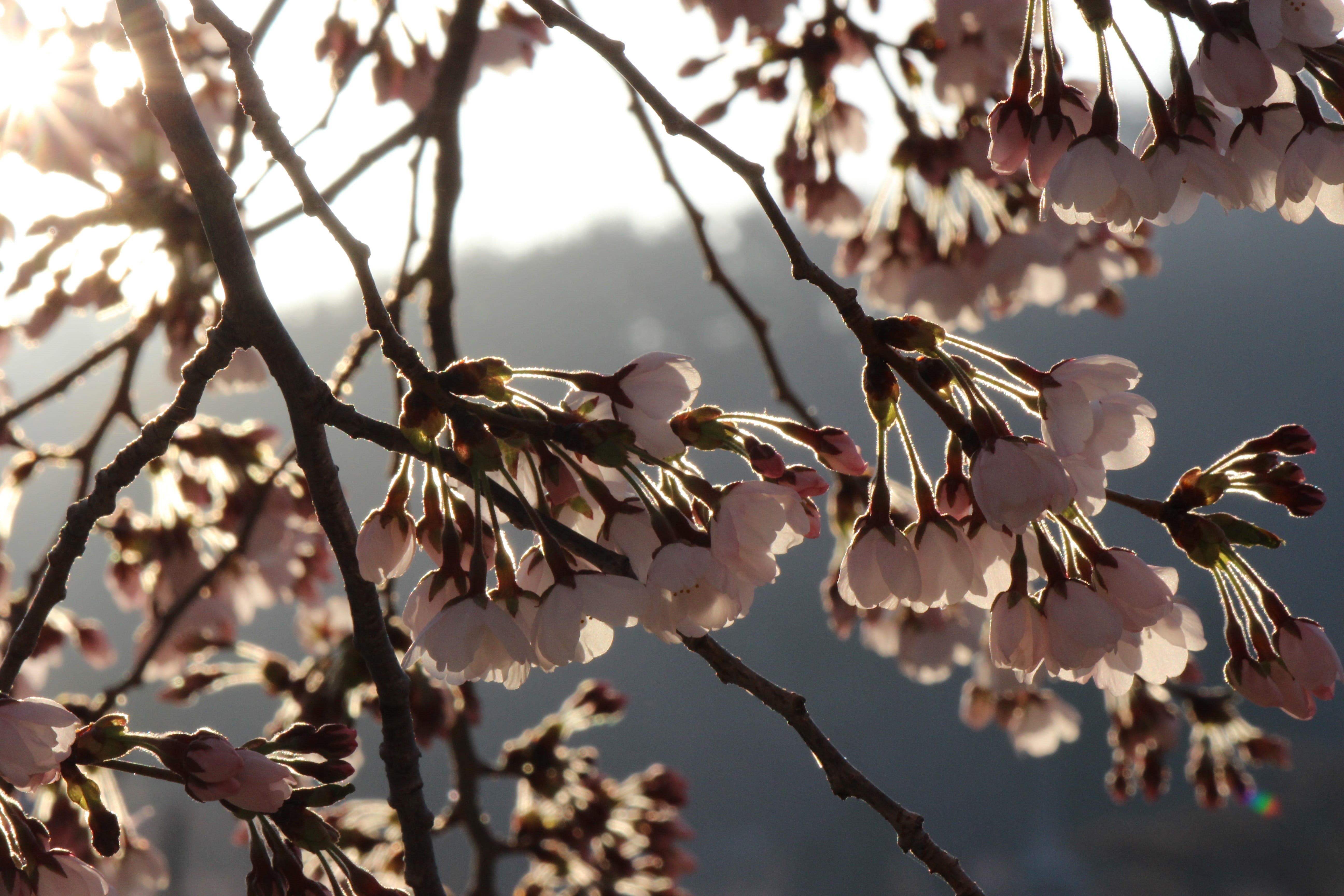 plant, flower, spring, 5K, selective focus, vulnerability, branch, no people, nature, outdoors, twig, petal, springtime, flower head, close-up, freshness, HD Wallpaper