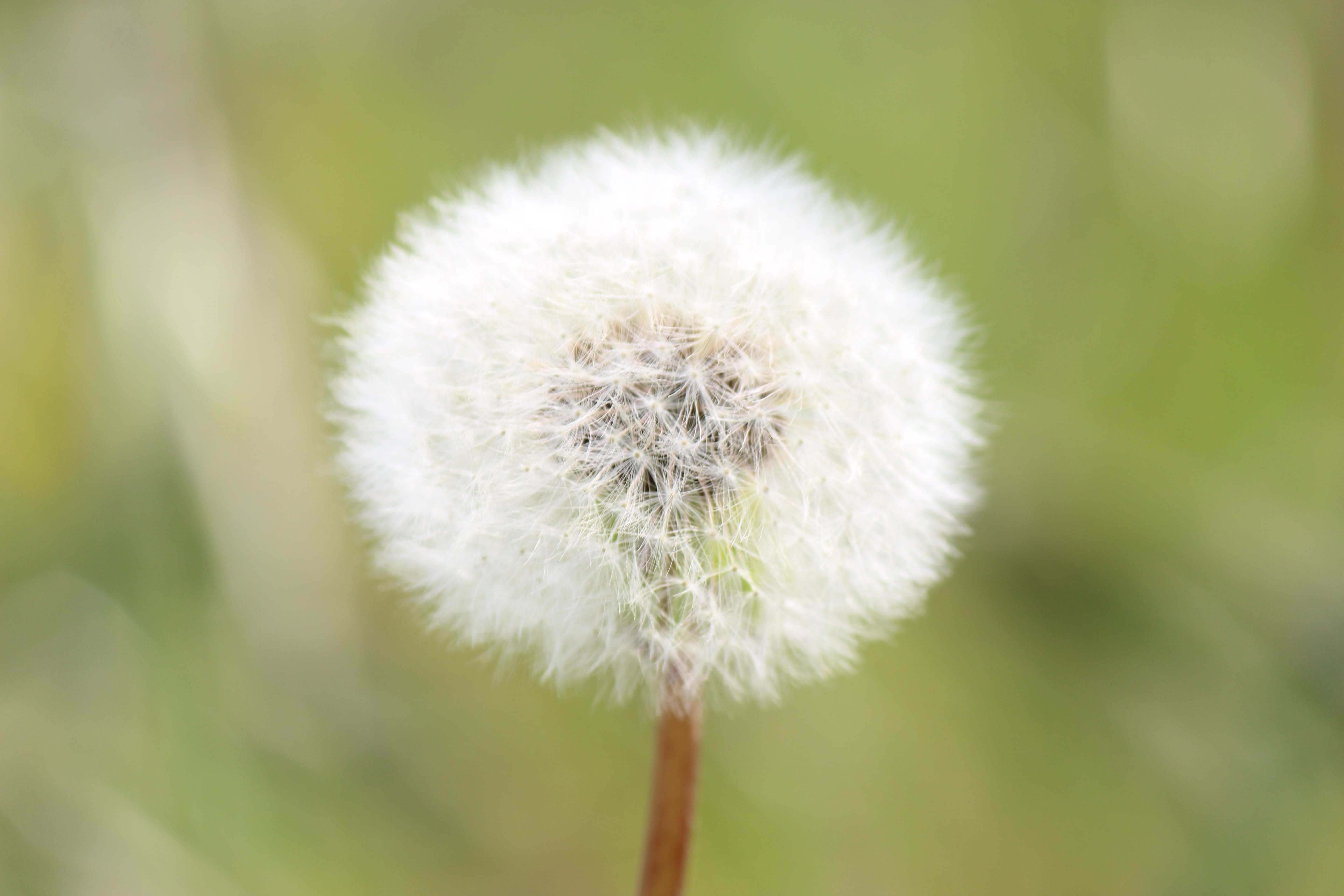 white color, nature, freshness, softness, beauty in nature, Fukushima, White, flowering plant, close-up, fragility, growth, plant stem, dandelion seed, HD Wallpaper