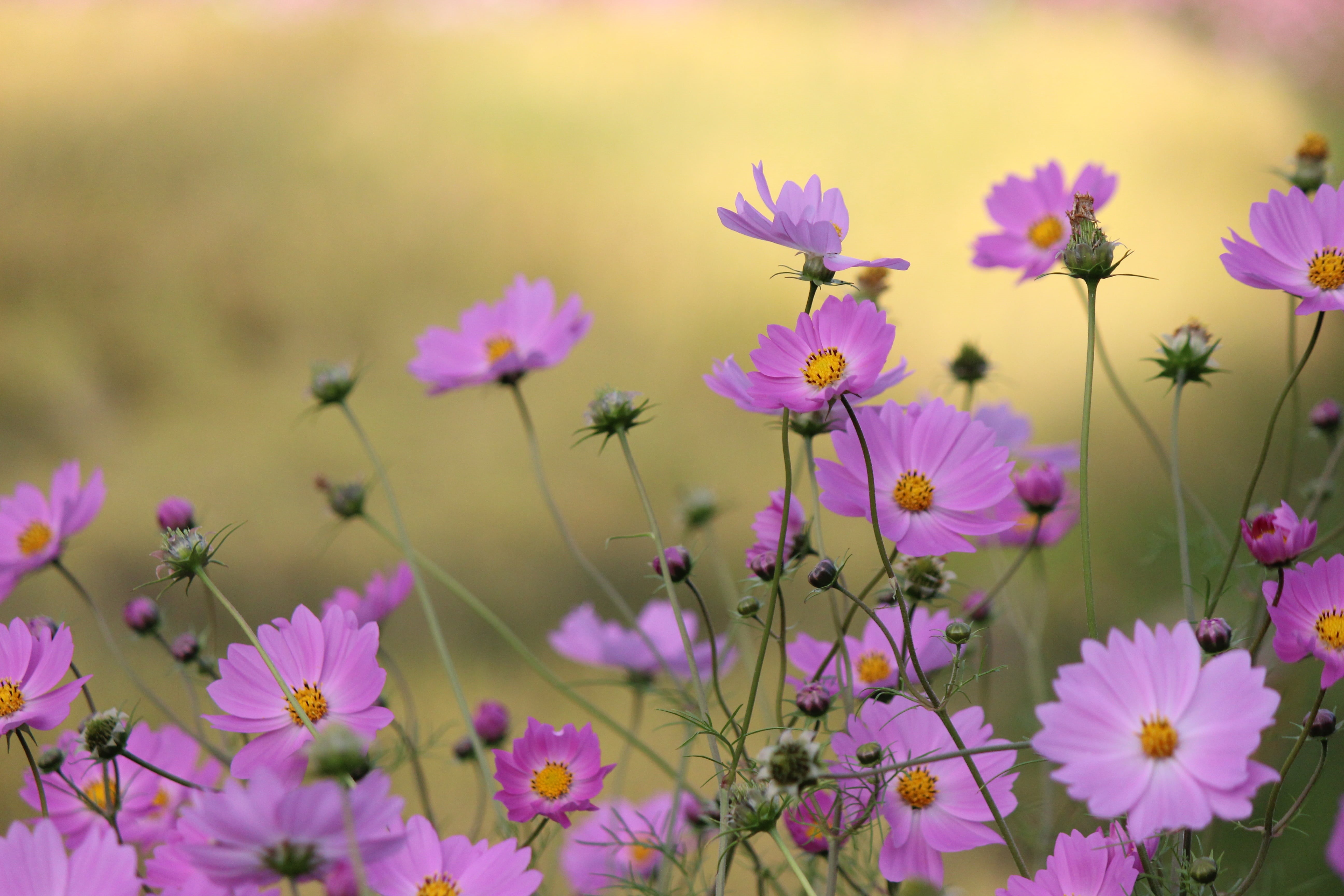 inflorescence, 5K, purple, field, no people, freshness, flowering plant, petal, vulnerability, flowers, flower, nature, close-up, fukushima, fragility, HD Wallpaper