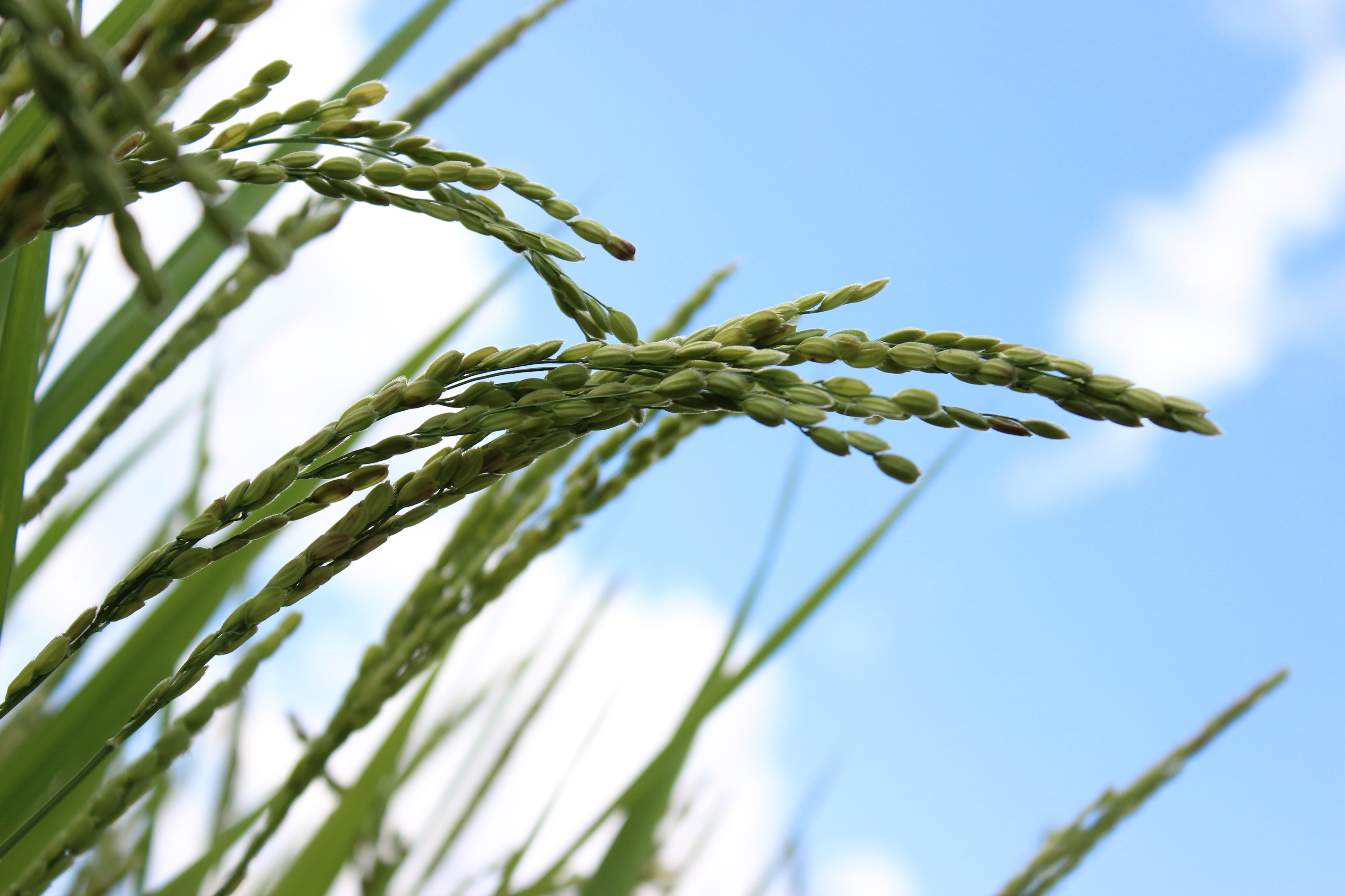 sky, agriculture, plant part, blue, focus, day, food, focus on foreground, no people, selective, rice, beauty in nature, freshness, tranquility, selective focus, HD Wallpaper