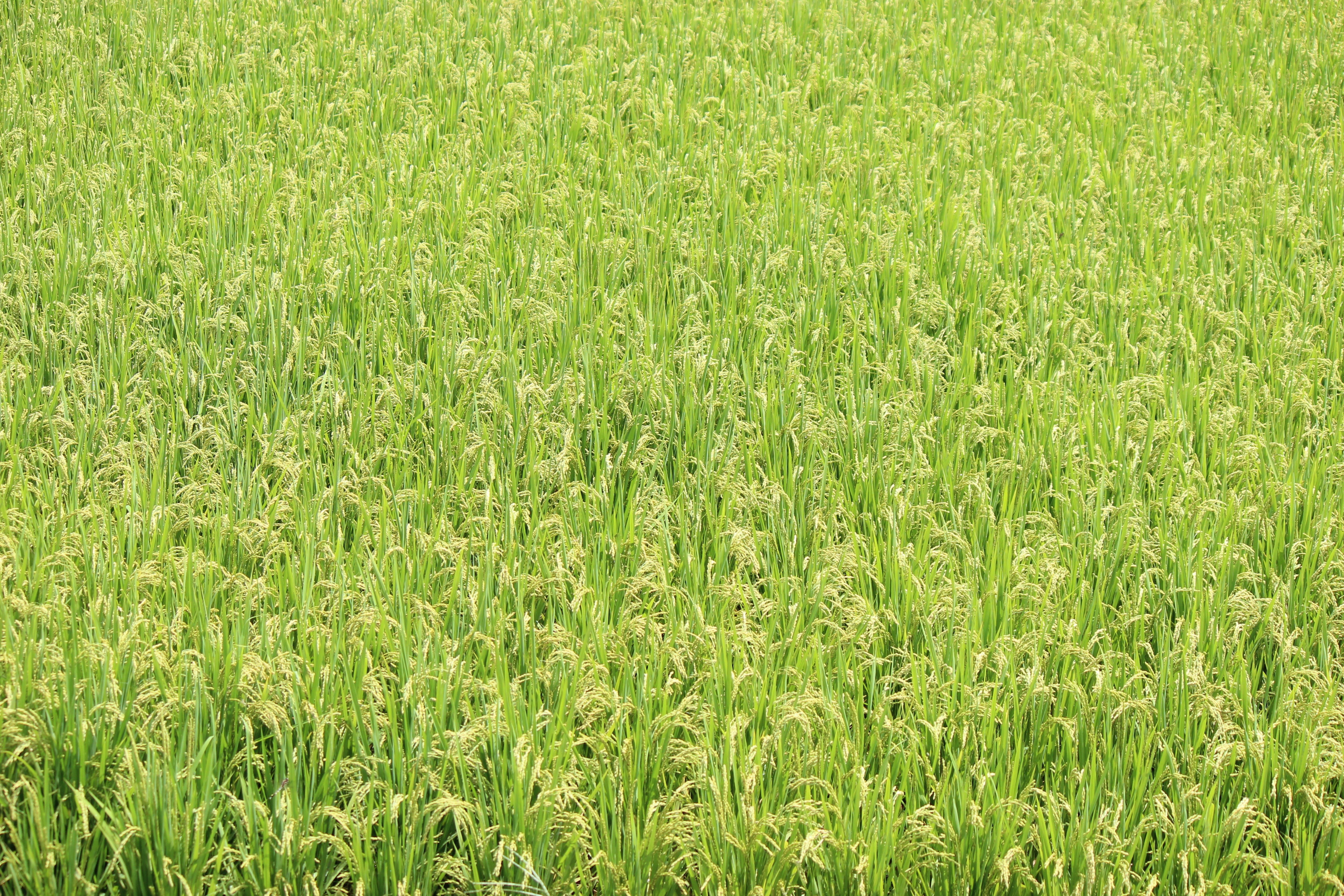 day, beauty in nature, Rice Fields, backgrounds, no people, field, tranquility, crop, sport, rural Scene, full frame, yamadas rice fields, environment, HD Wallpaper