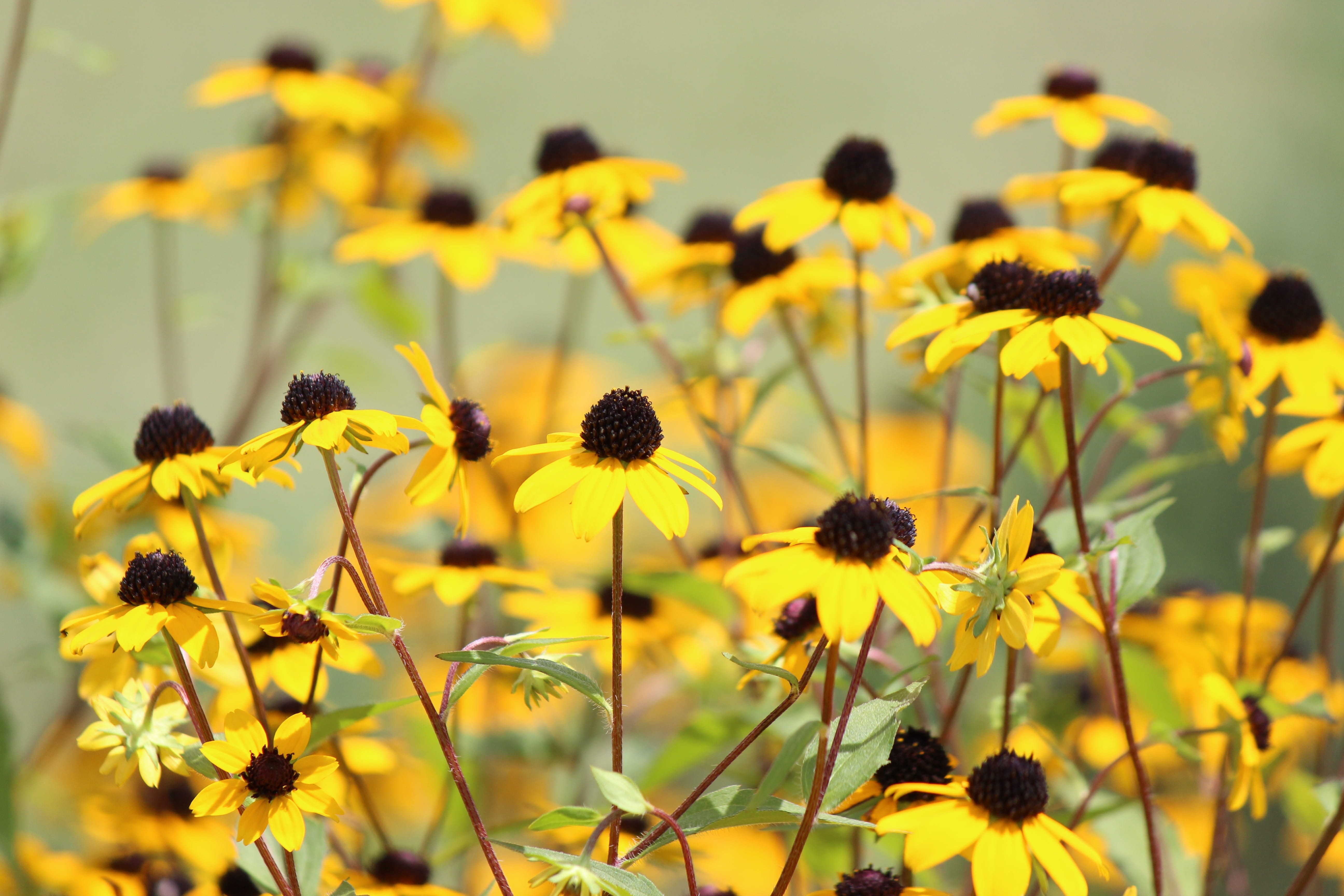 summer, beauty In Nature, flower head, selective focus, petal, coneflower, flower, green Color, plant, outdoors, fragility, wildflower, pollen, oilseed rape, HD Wallpaper
