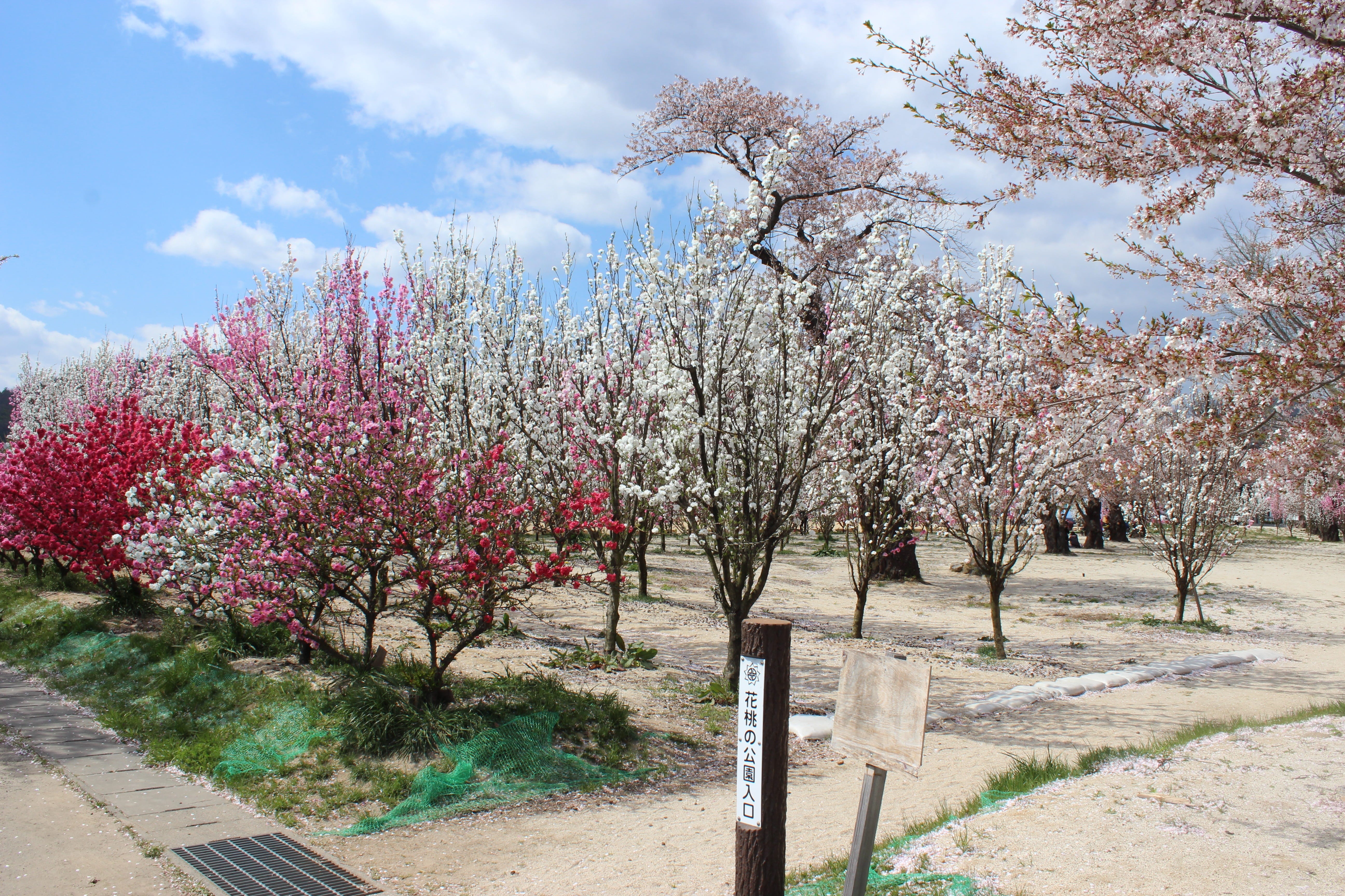 hanamomo park, sky, tree, cherry tree, outdoors, iizaka hot spring, growth, nature, fragility, cherry blossom, tranquil scene, no people, Iizaka, landscape, HD Wallpaper